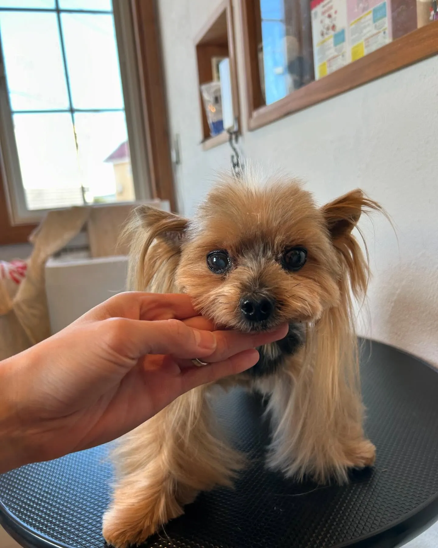 今日もトリミングサロンに可愛いお友達がたくさん遊びに来てくれ...