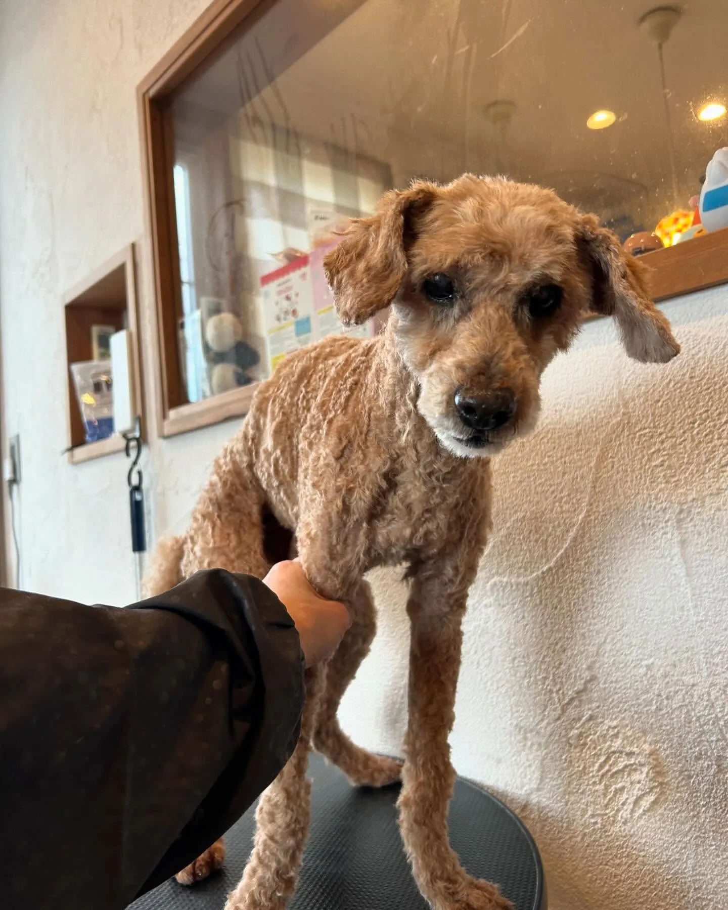 今日もトリミングサロンに可愛いお友達がたくさん遊びに来てくれ...