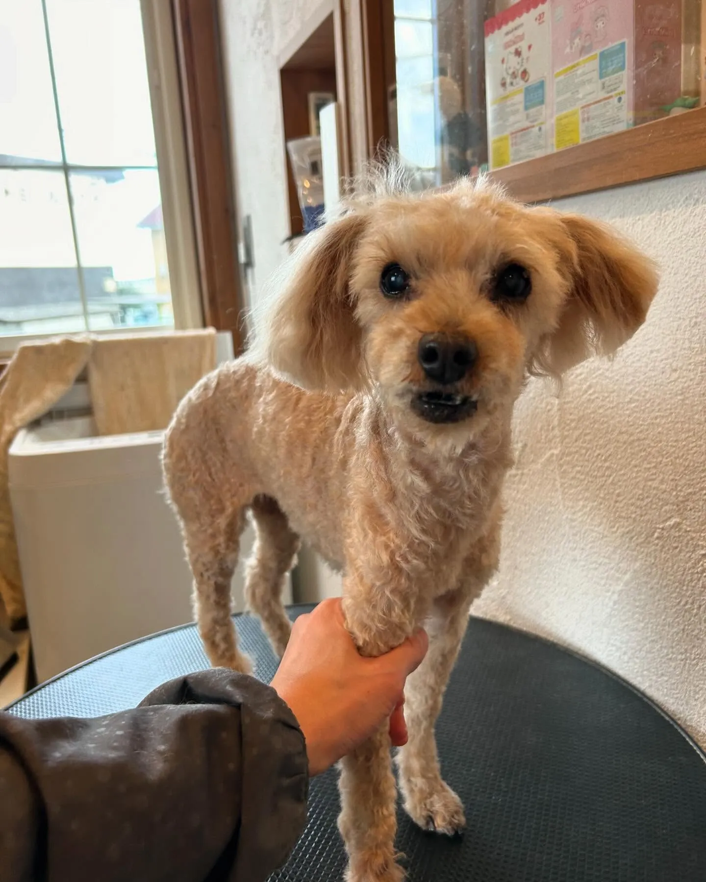 今日もトリミングサロンに可愛いお友達がたくさん遊びに来てくれ...