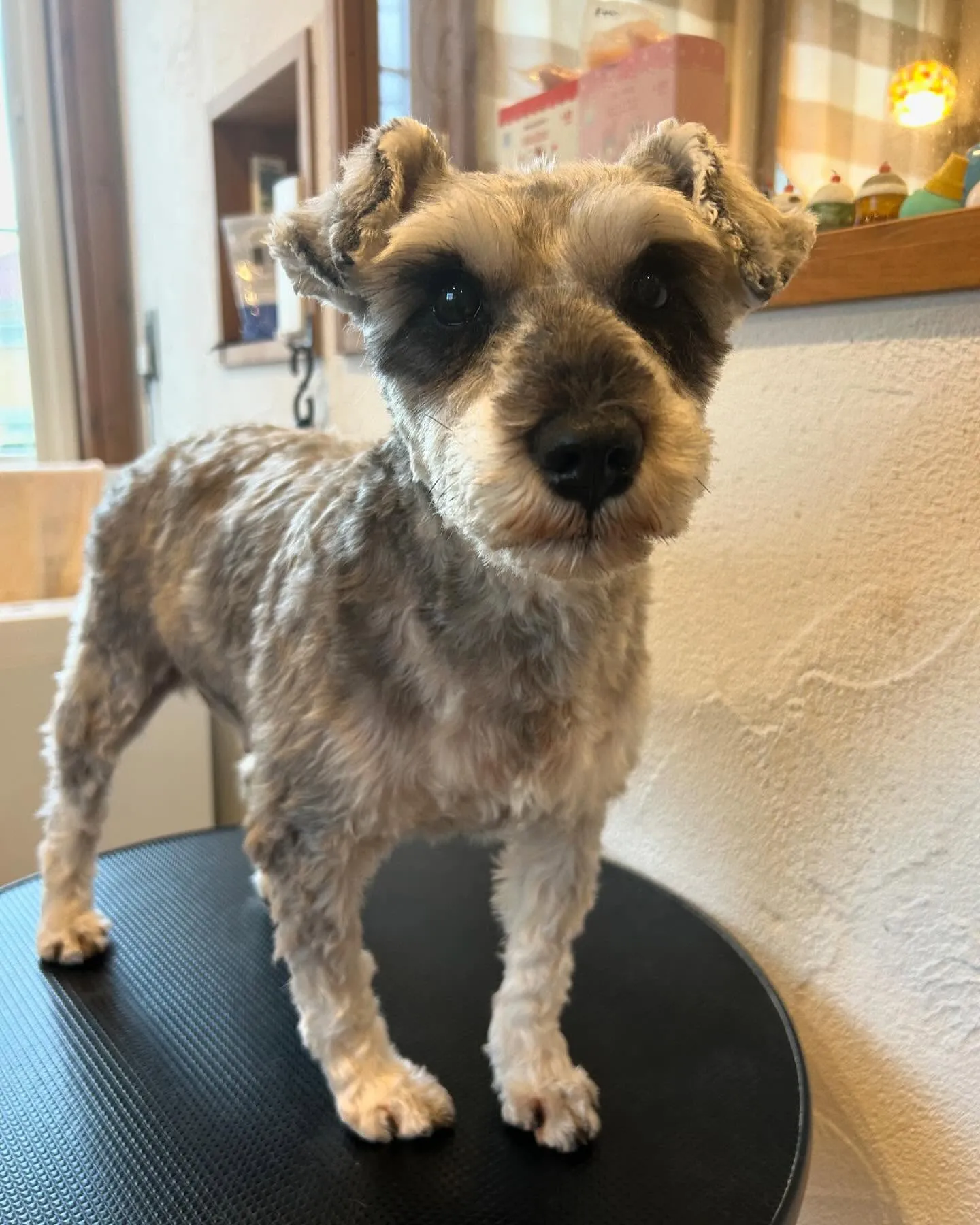 今日もトリミングサロンに可愛いお友達がたくさん遊びに来てくれ...