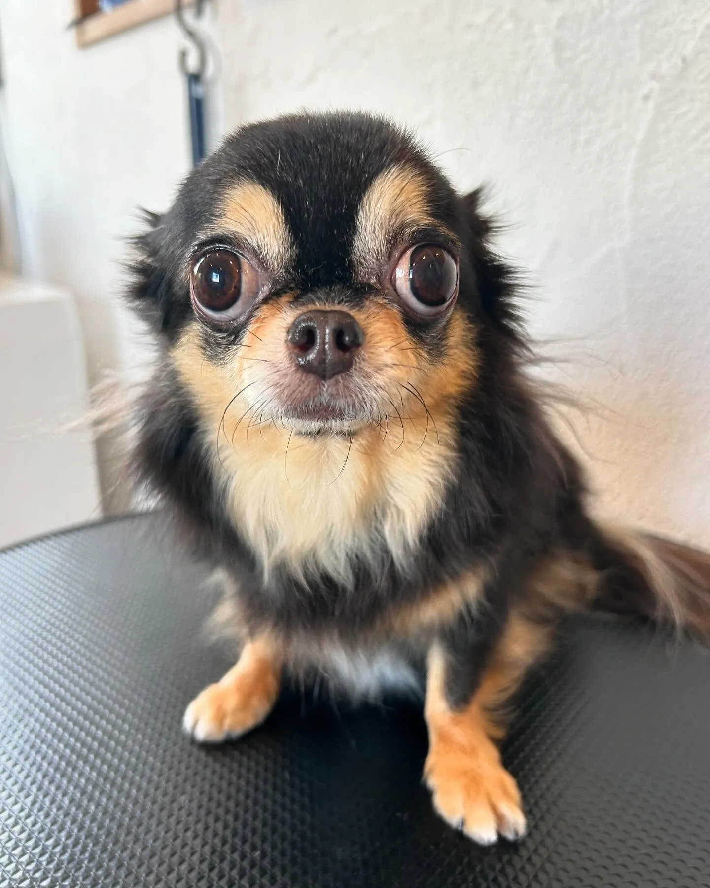 今日も可愛いワンちゃんたちがたくさん遊びに来てくれました✨🐶