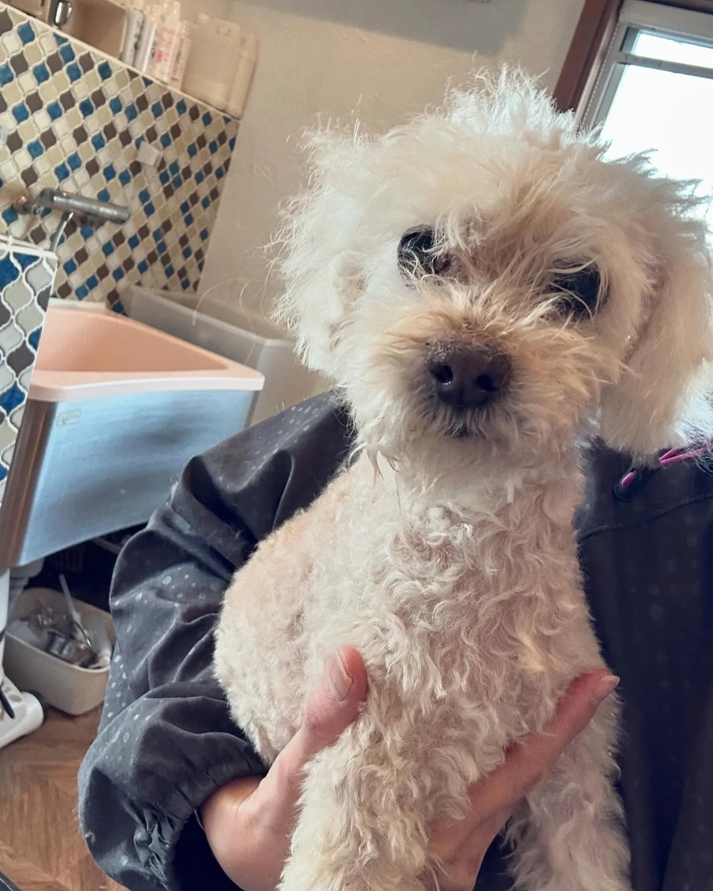 今日も可愛いワンちゃんたちがたくさん遊びに来てくれました✨🐶