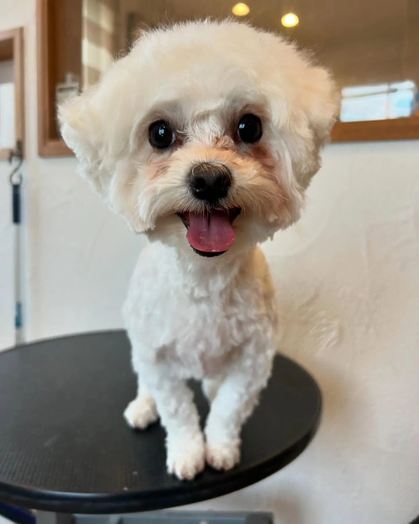 今日も可愛いワンちゃんたちがたくさん遊びに来てくれました✨🐶