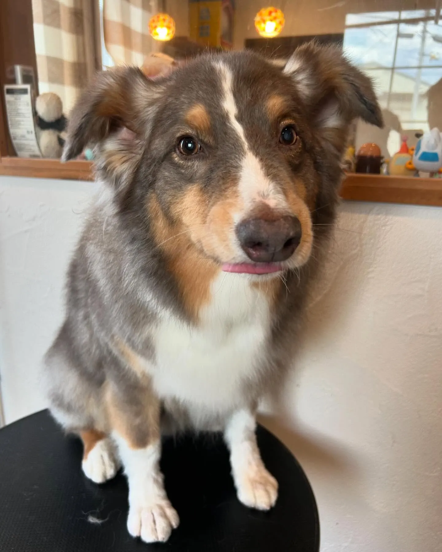 今日もトリミングサロンにかわいいお客様が遊びにきてくれました...