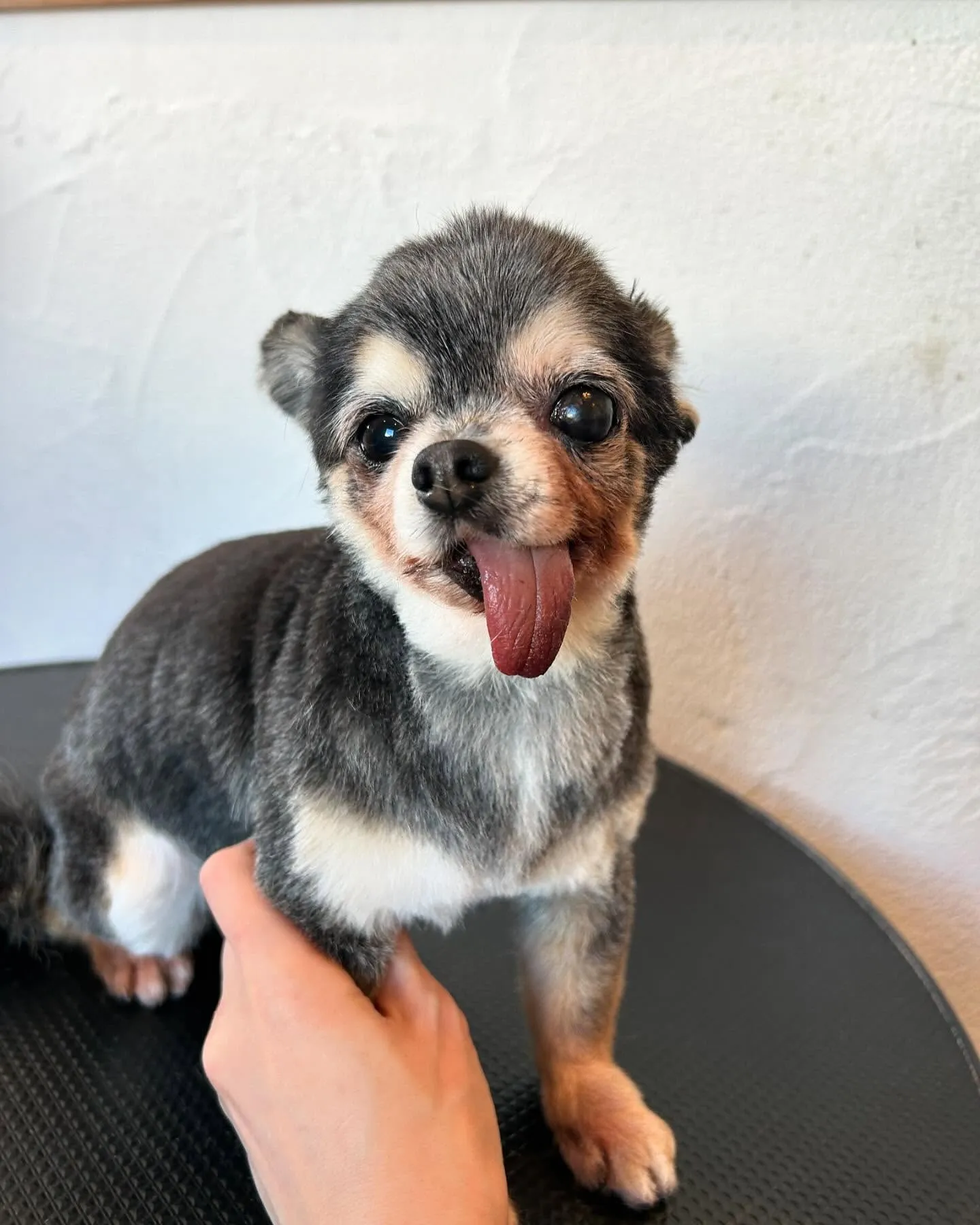 🌟今日もトリミングサロンは大賑わい！