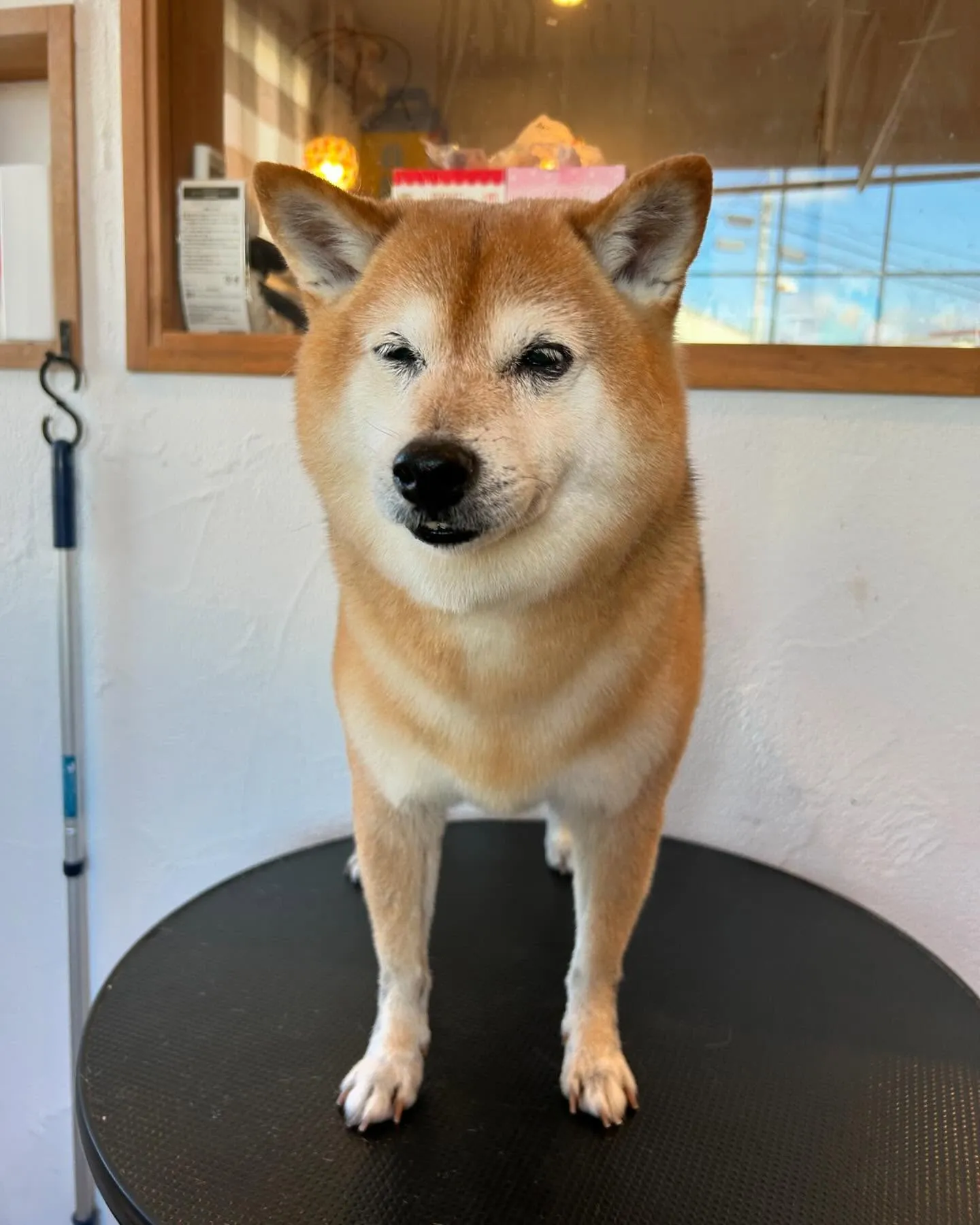 🌟今日もトリミングサロンは大賑わい！