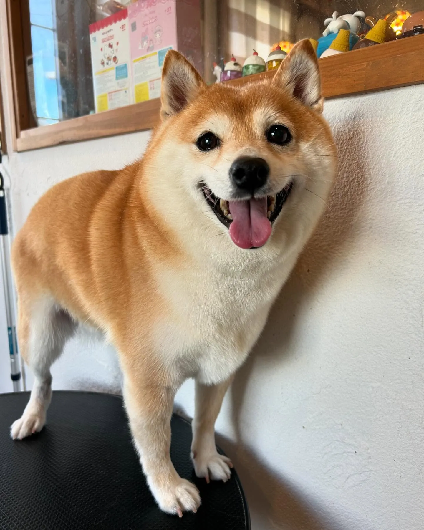 🌟今日もトリミングサロンは大賑わい！