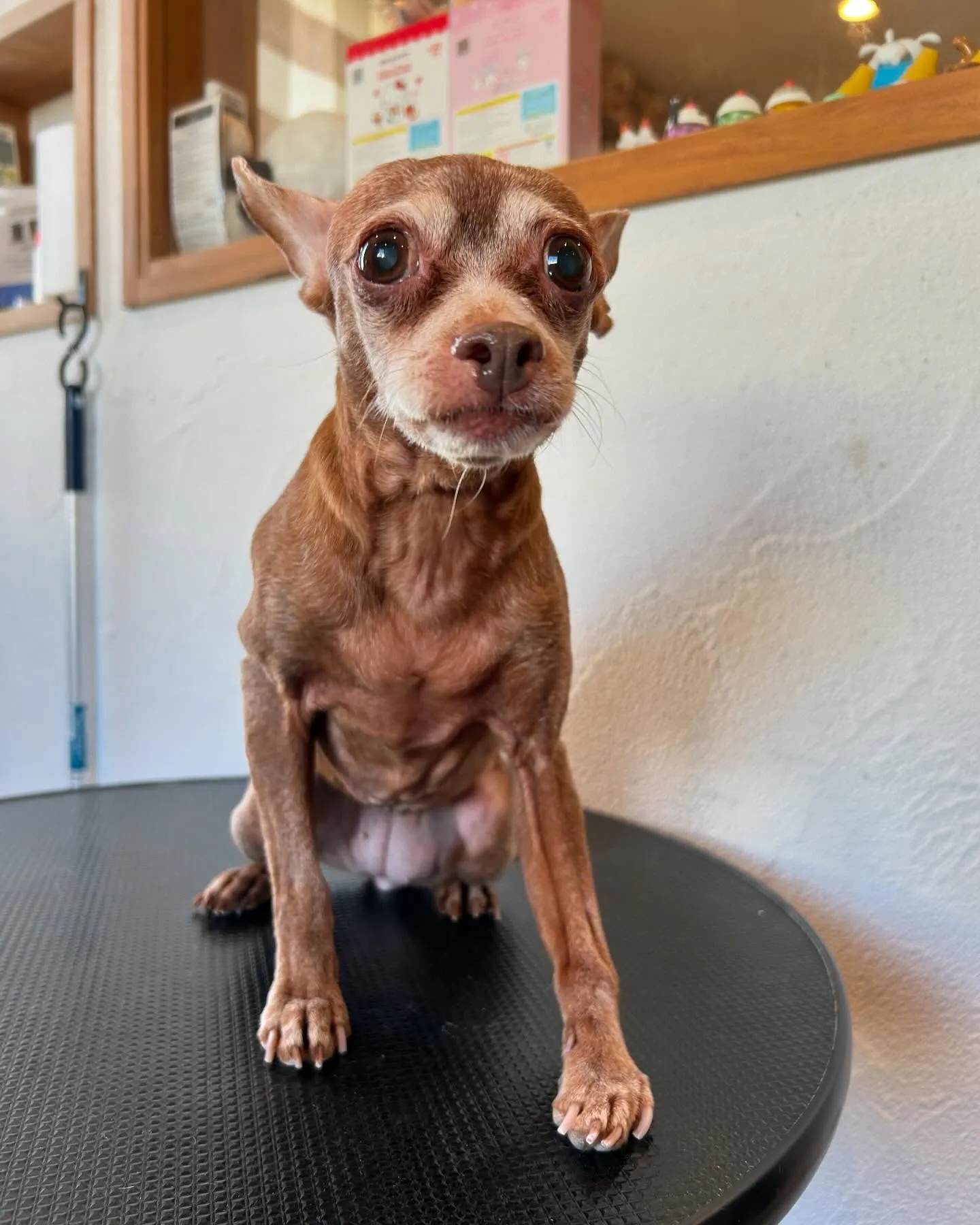 今日もトリミングサロンに遊びに来てくれた素敵なワンちゃんたち...