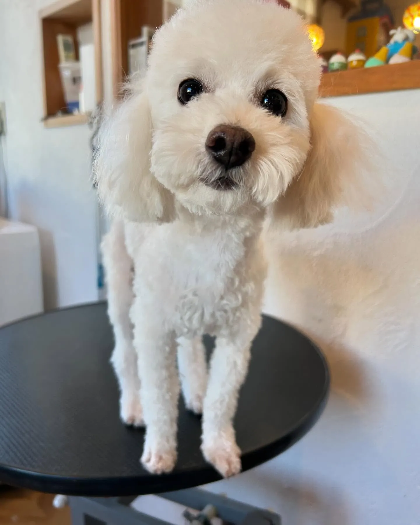 今日もトリミングサロンに遊びに来てくれた素敵なワンちゃんたち...