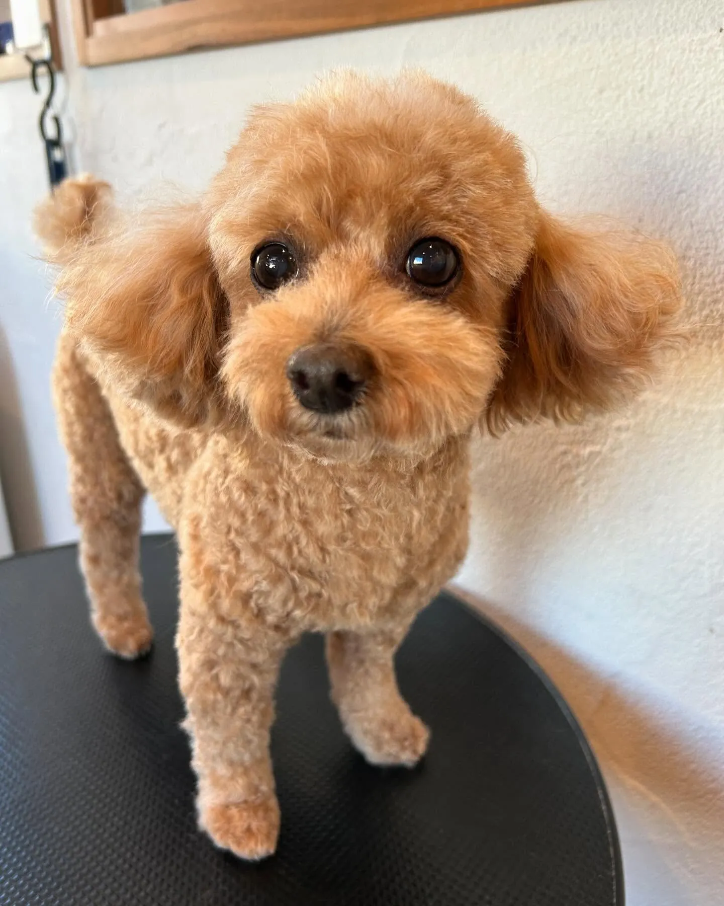 今日もトリミングサロンに遊びに来てくれた素敵なワンちゃんたち...