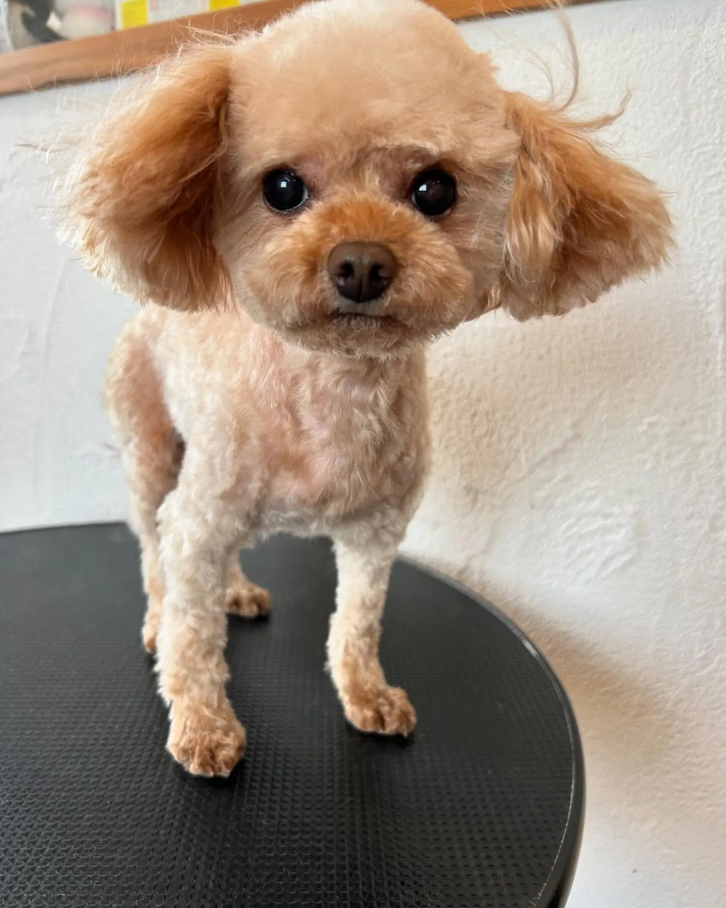 このゆっちゃんが可愛くてとってもお気に入り😍