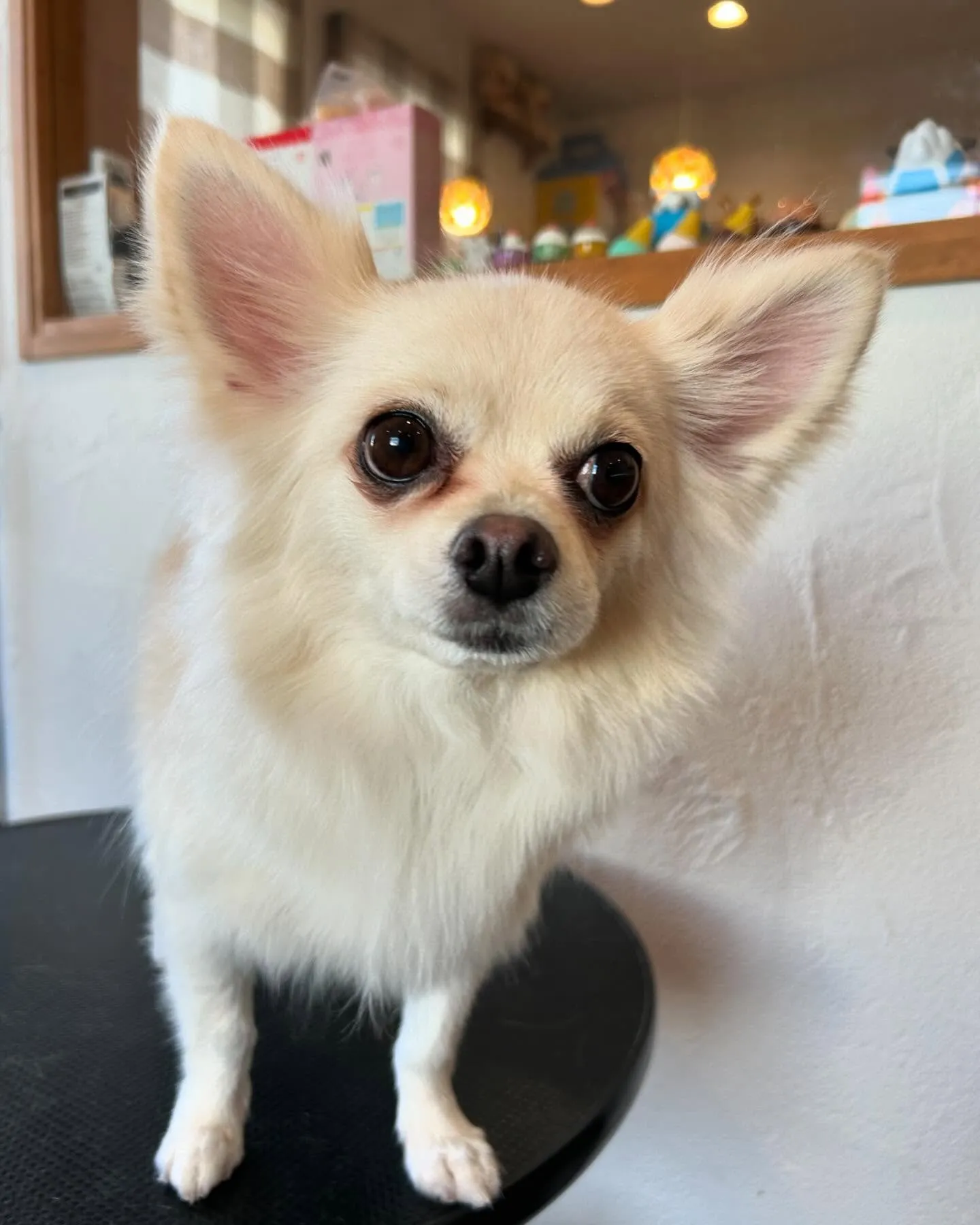 このゆっちゃんが可愛くてとってもお気に入り😍