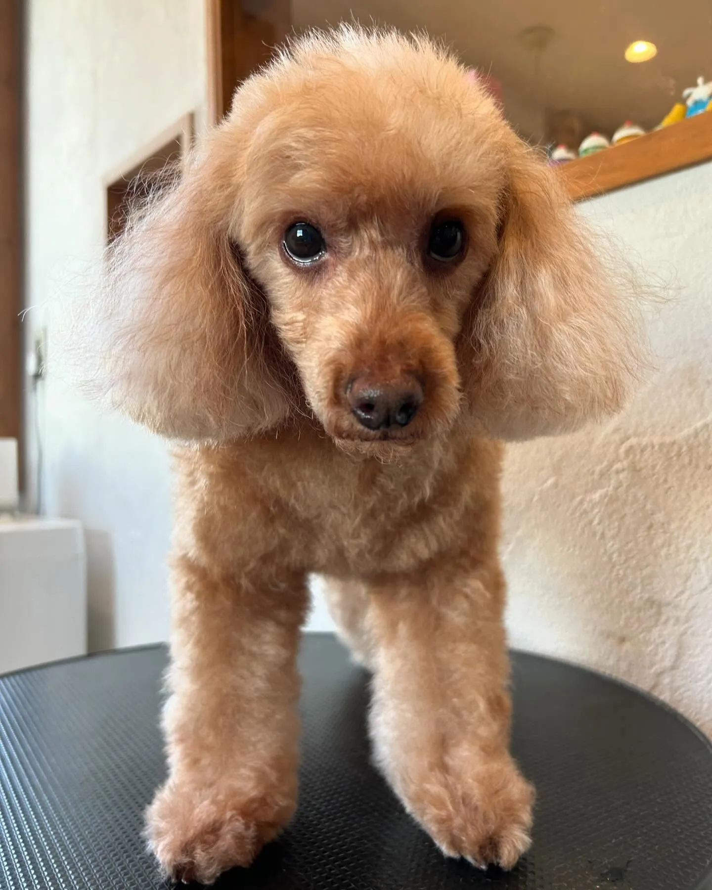 このゆっちゃんが可愛くてとってもお気に入り😍