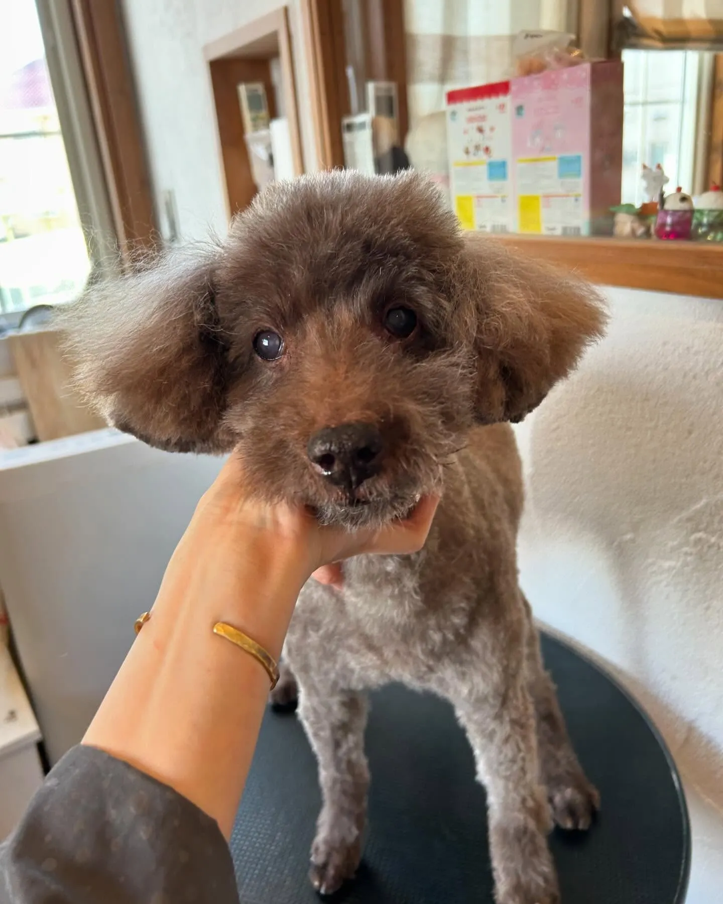 今日も当サロンはワンちゃんたちで大賑わい！🐾