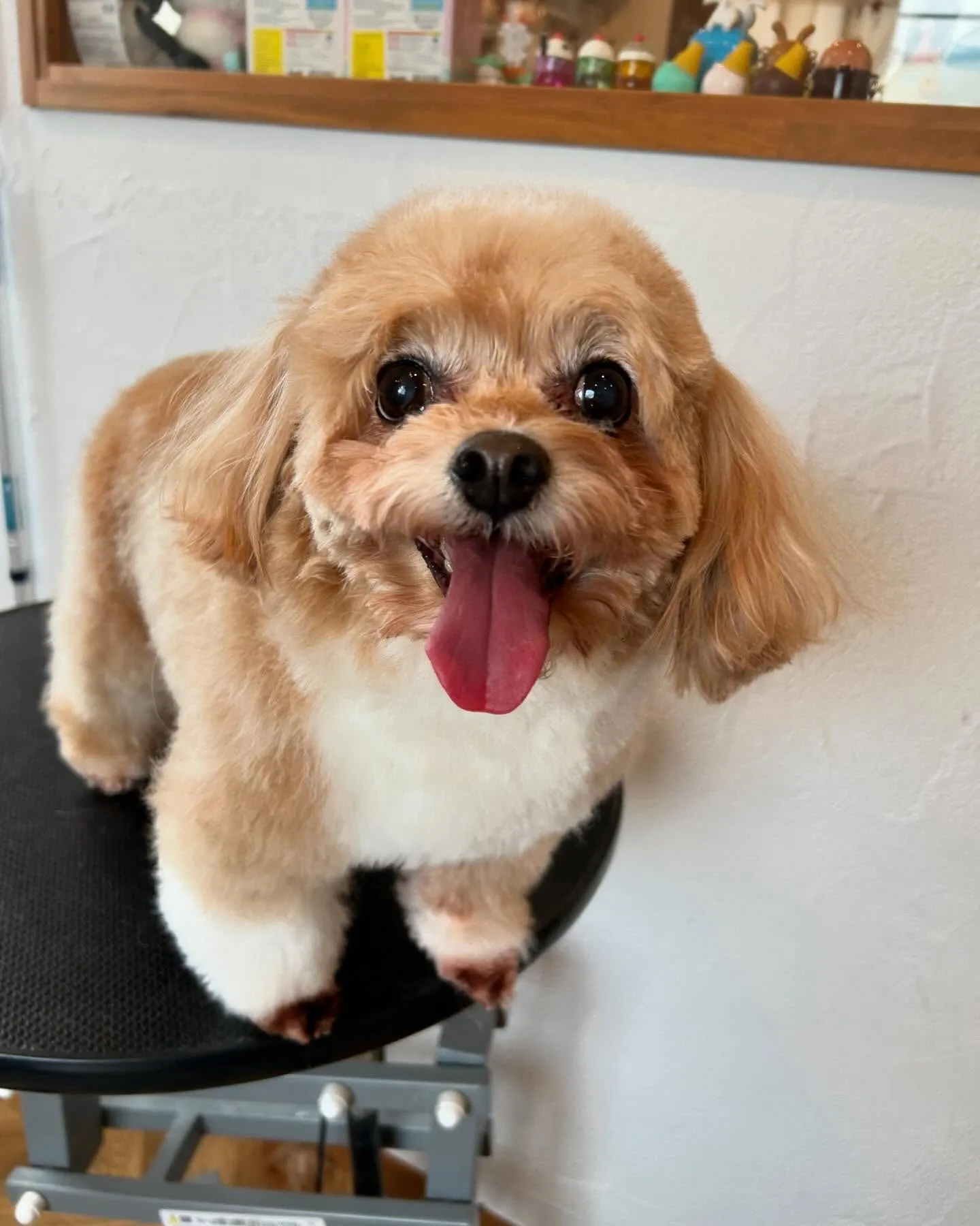 今日も当サロンはワンちゃんたちで大賑わい！🐾