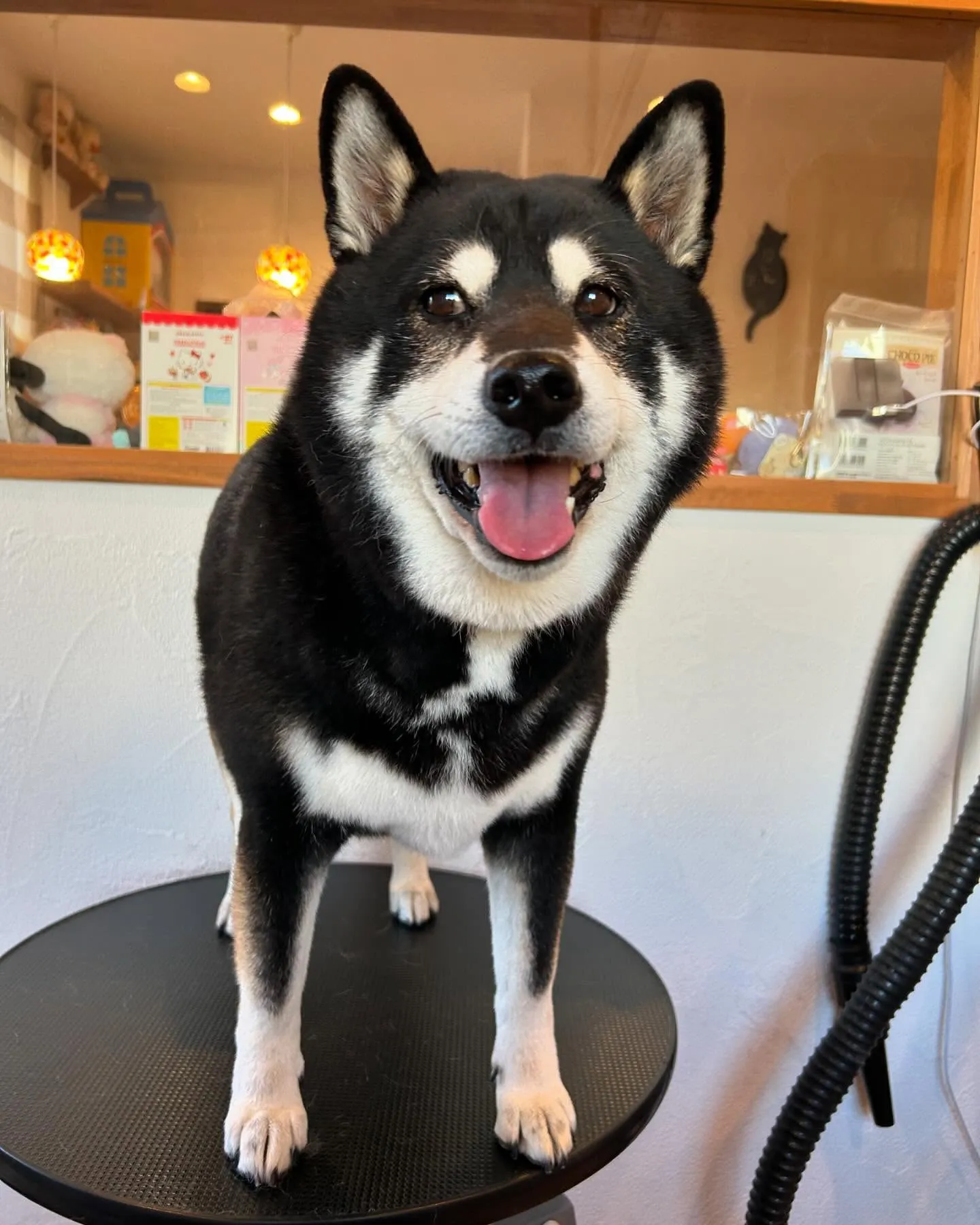 今日も当サロンはワンちゃんたちで大賑わい！🐾