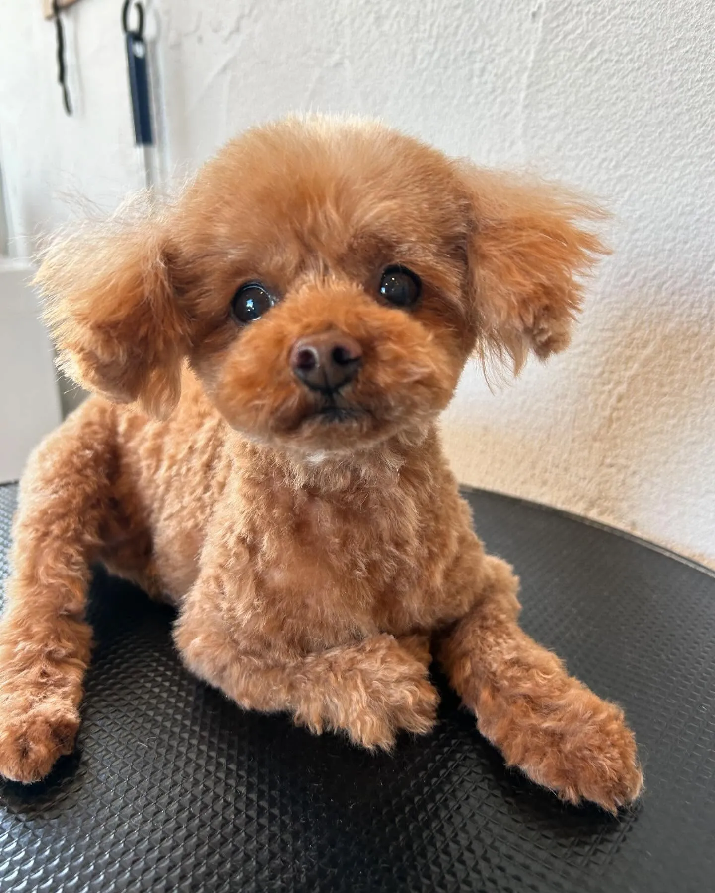 今日もトリミング✨日和！