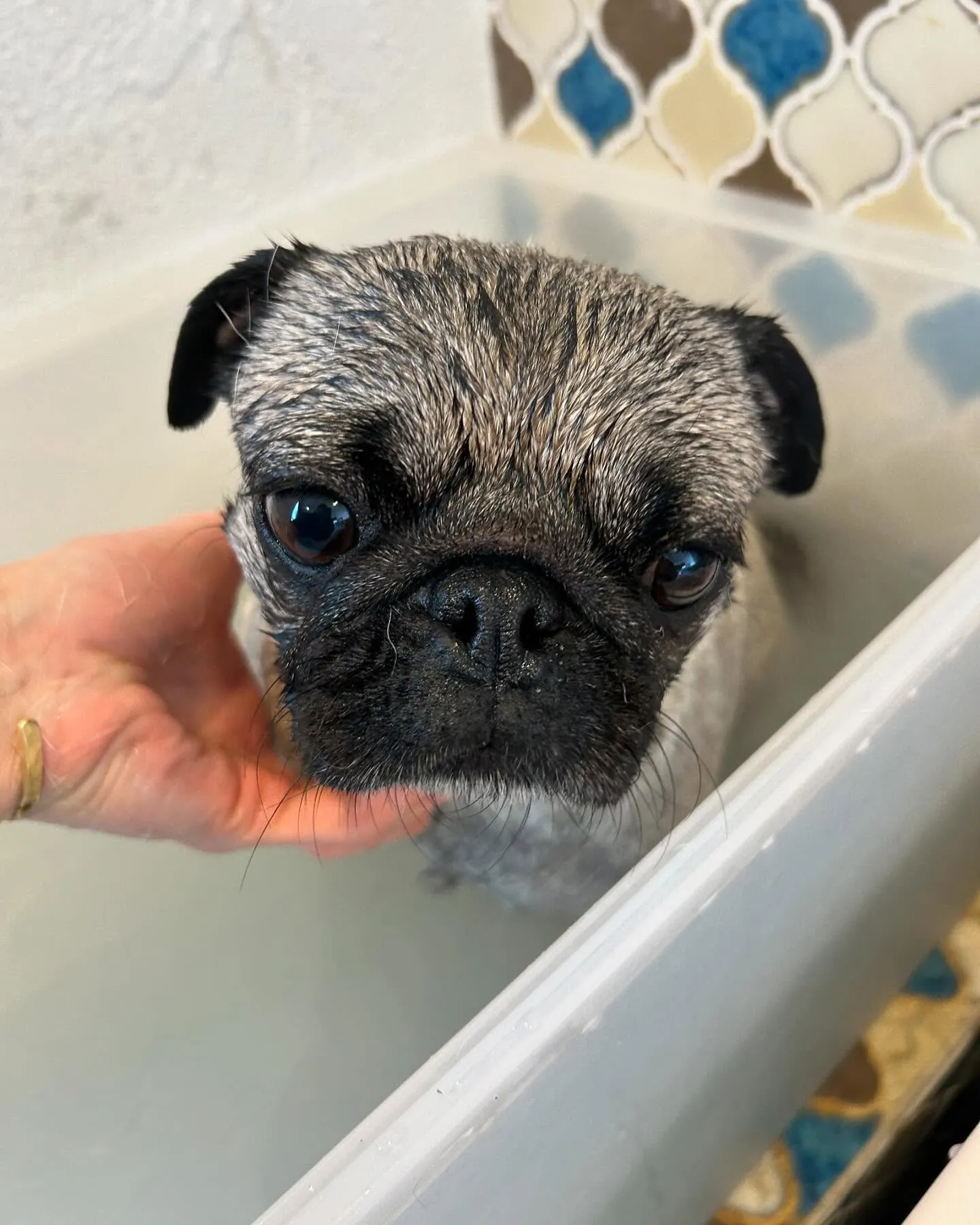 今日もトリミング✨日和！