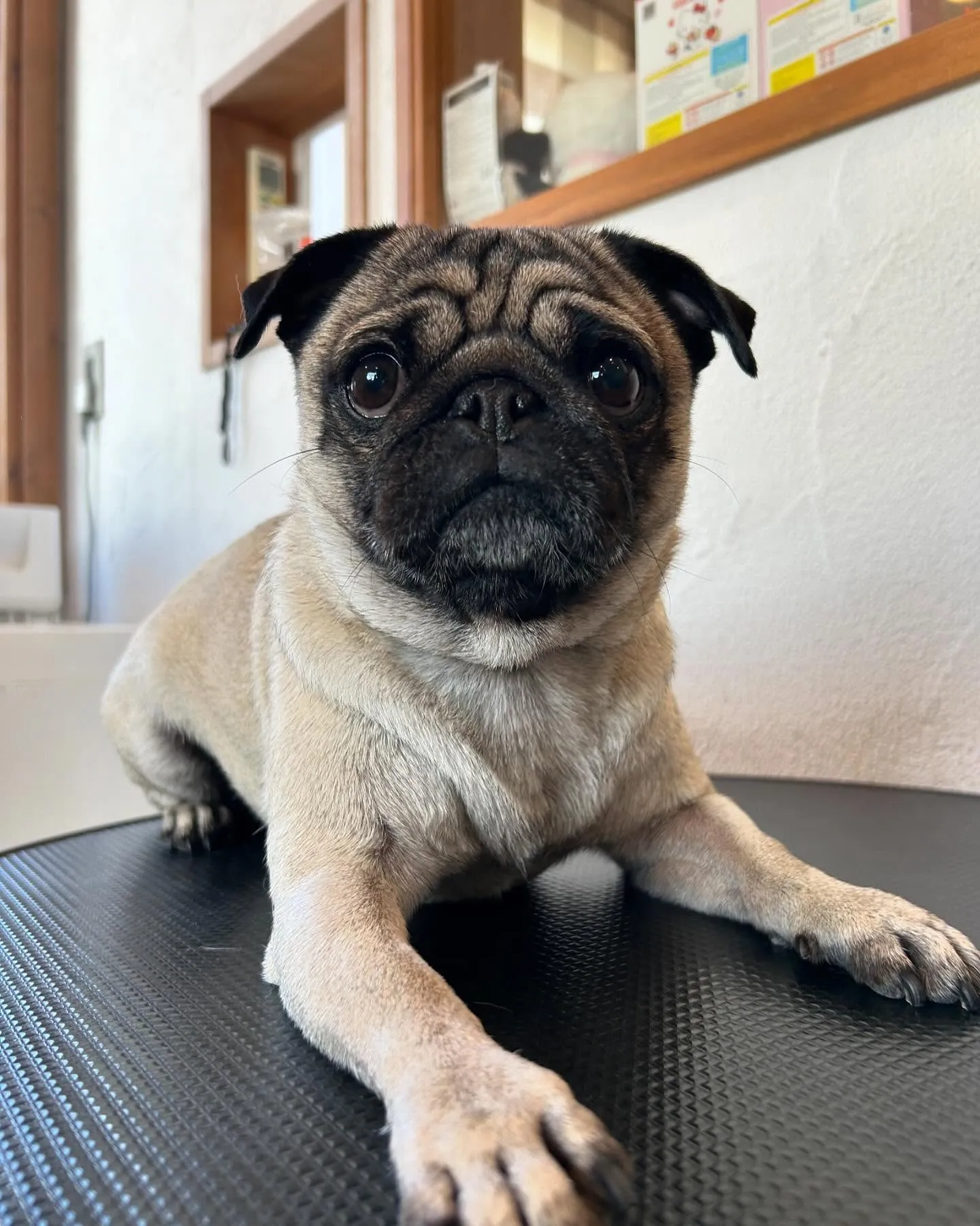 今日もトリミング✨日和！