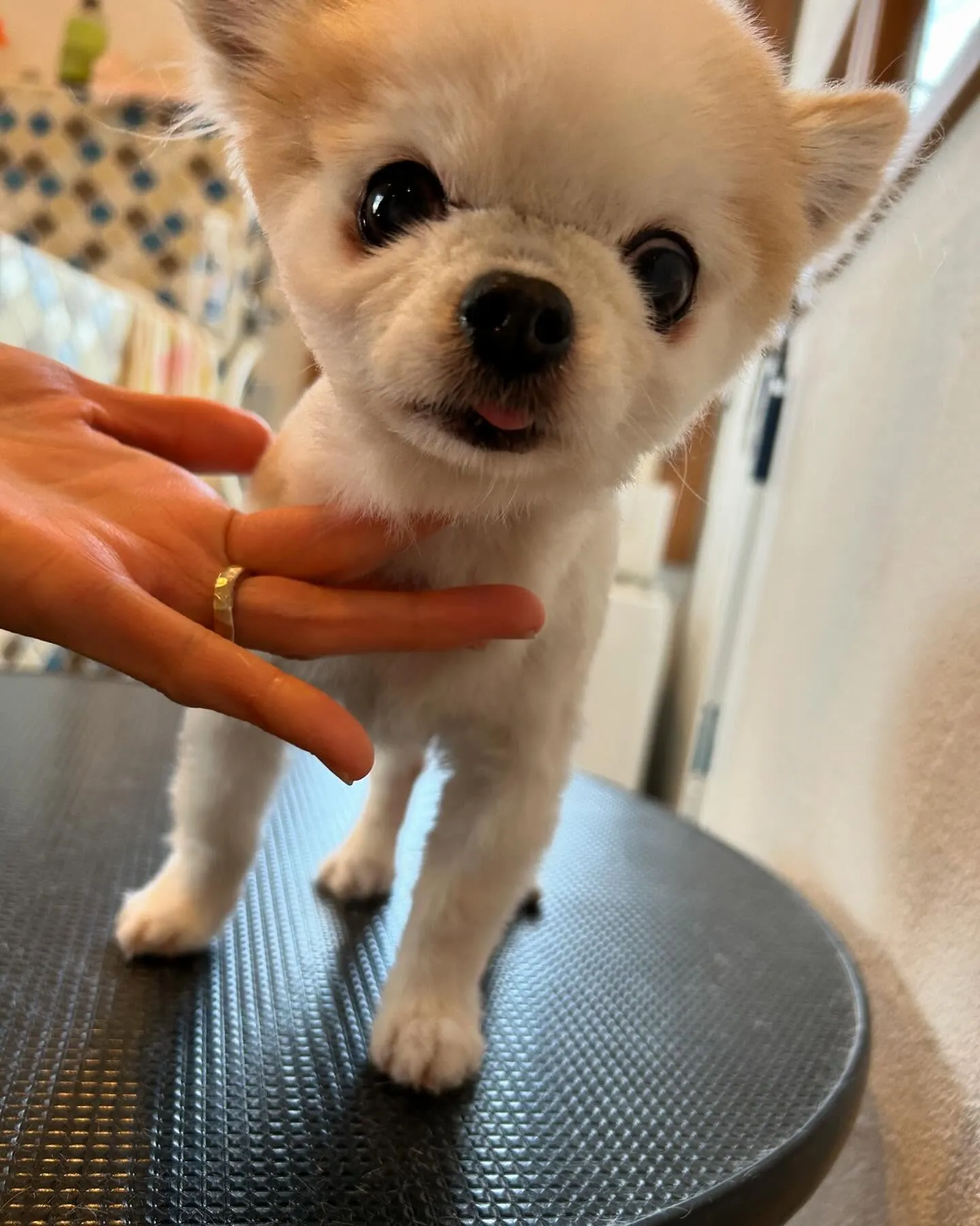 今日もトリミング✨日和！