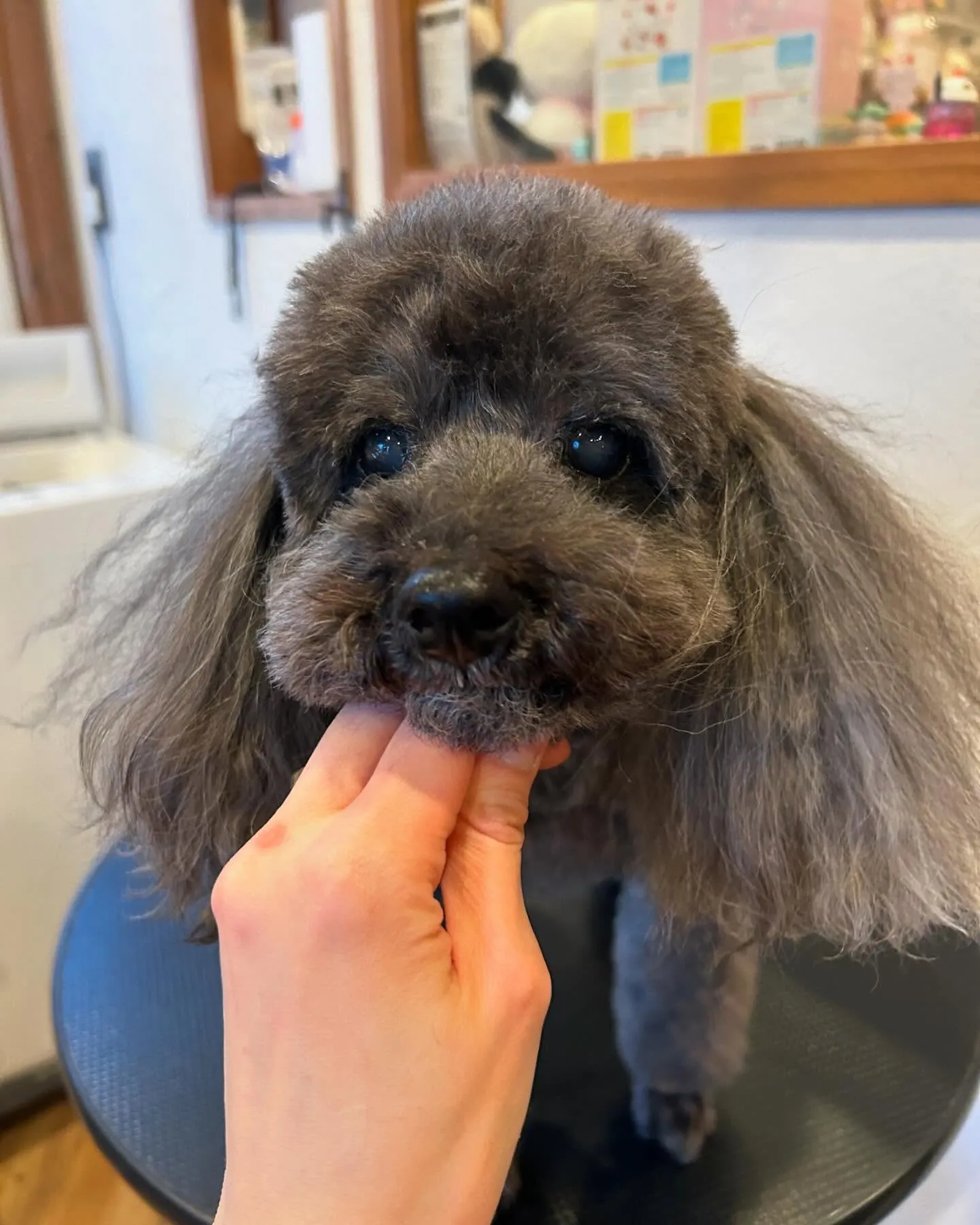 今日もトリミング✨日和！