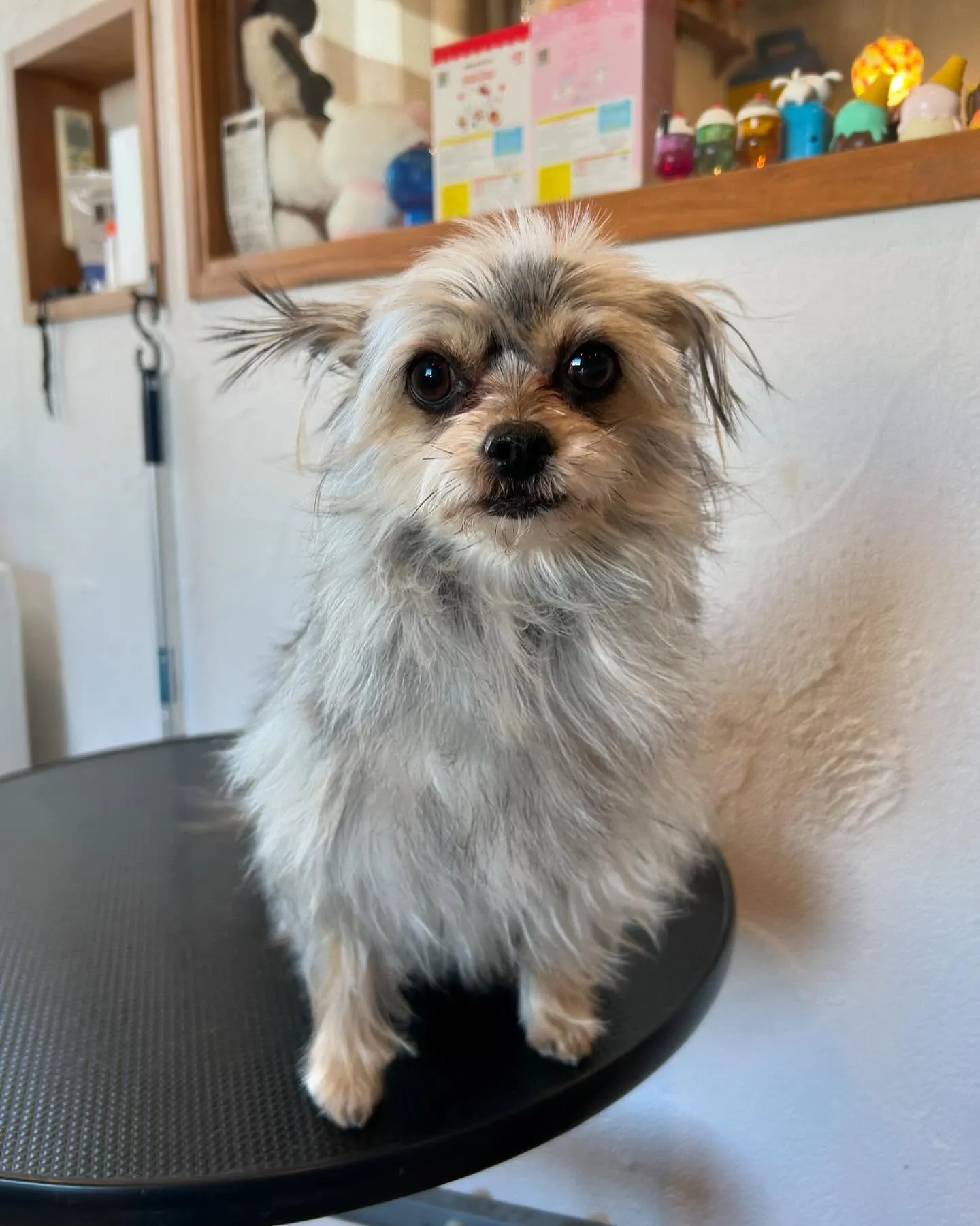 今日も素敵なゲストたちが遊びに来てくれました！