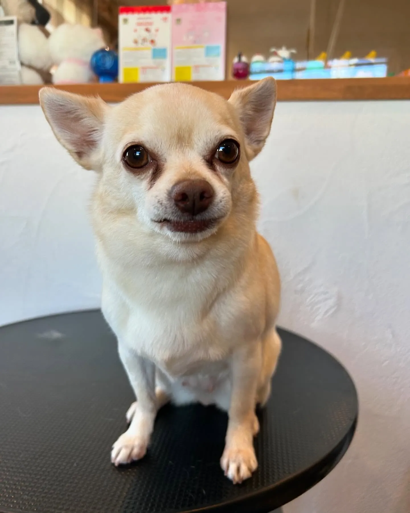 今日も素敵なゲストたちが遊びに来てくれました！