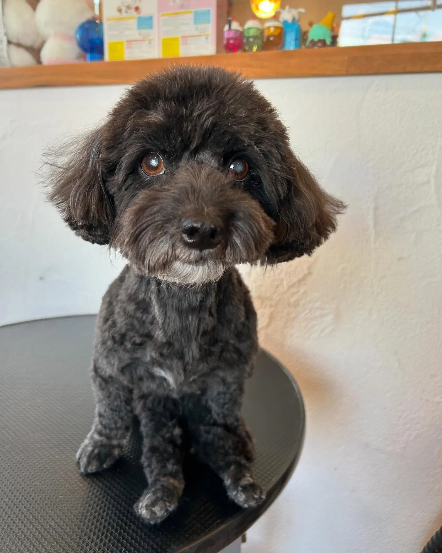 今日も素敵なゲストたちが遊びに来てくれました！