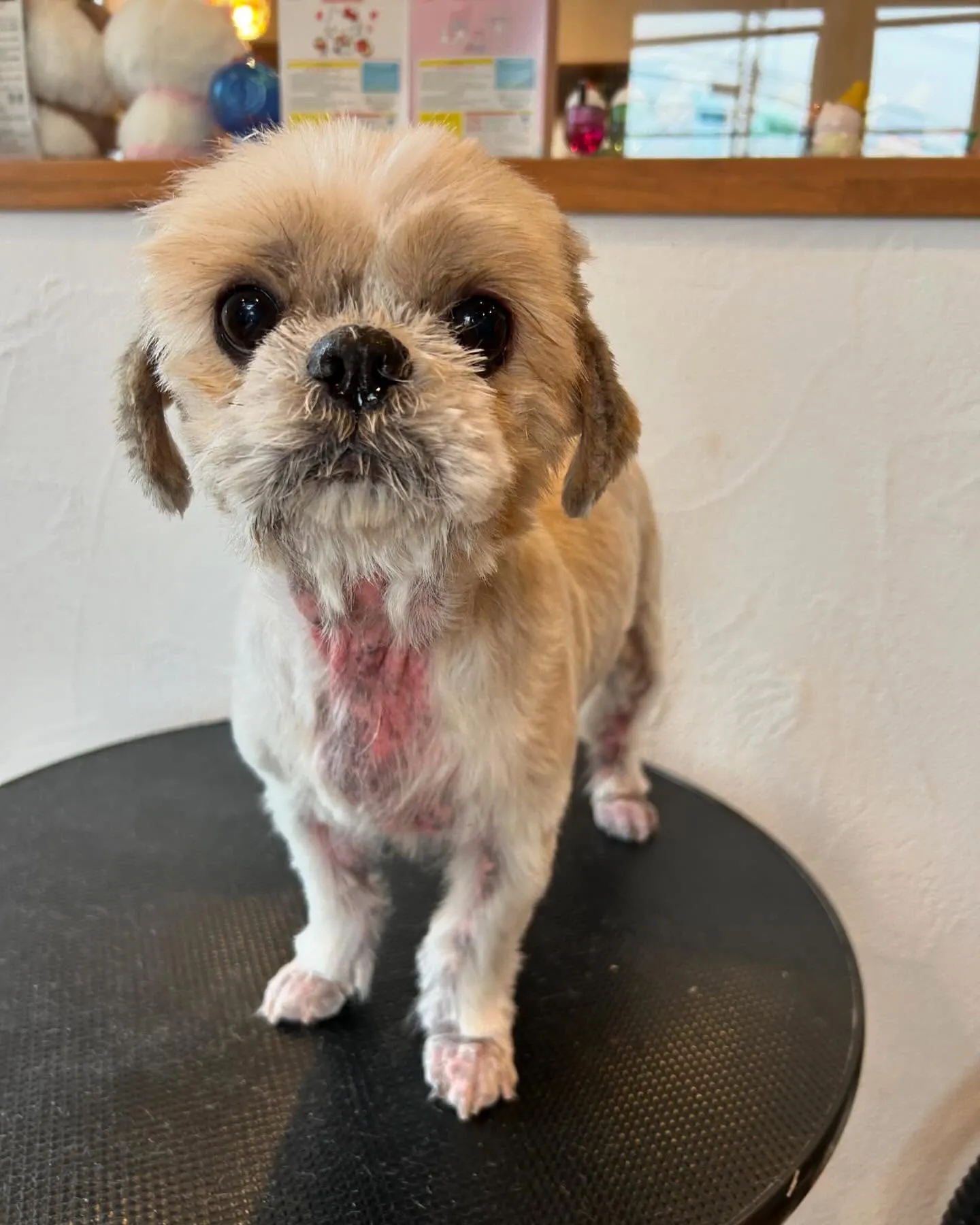 今日も素敵なゲストたちが遊びに来てくれました！