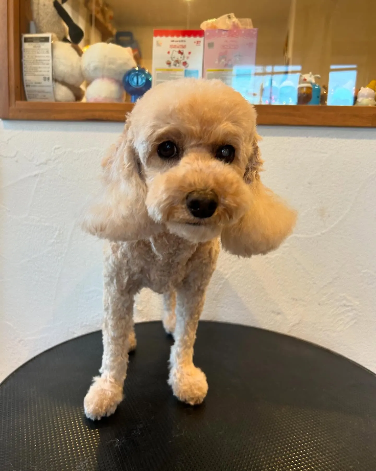 今日も素敵なゲストたちが遊びに来てくれました！