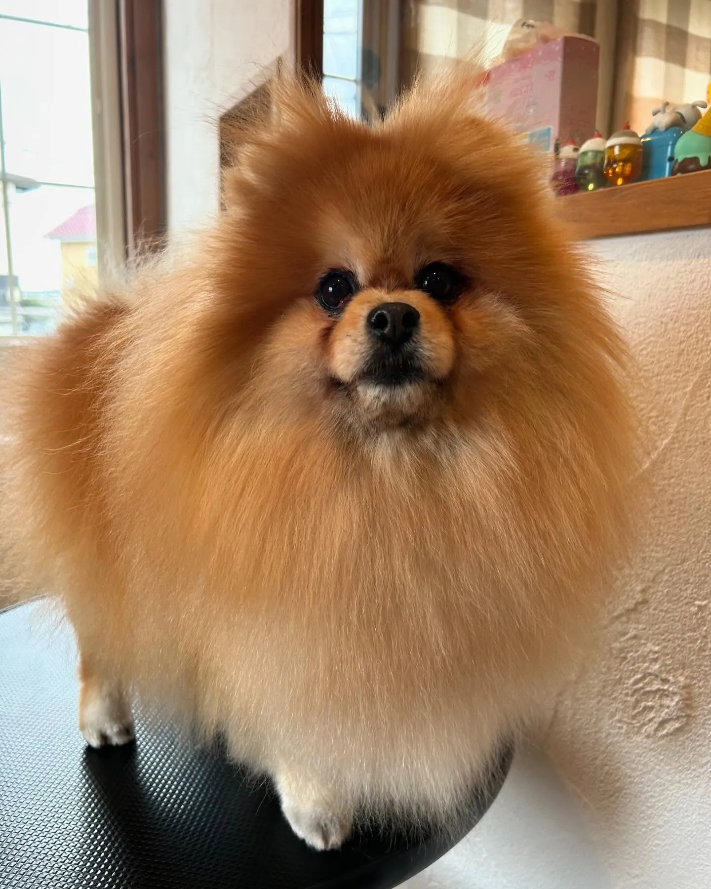 🐾 今日も可愛いワンちゃんたちがたくさん遊びに来てくれたよ！