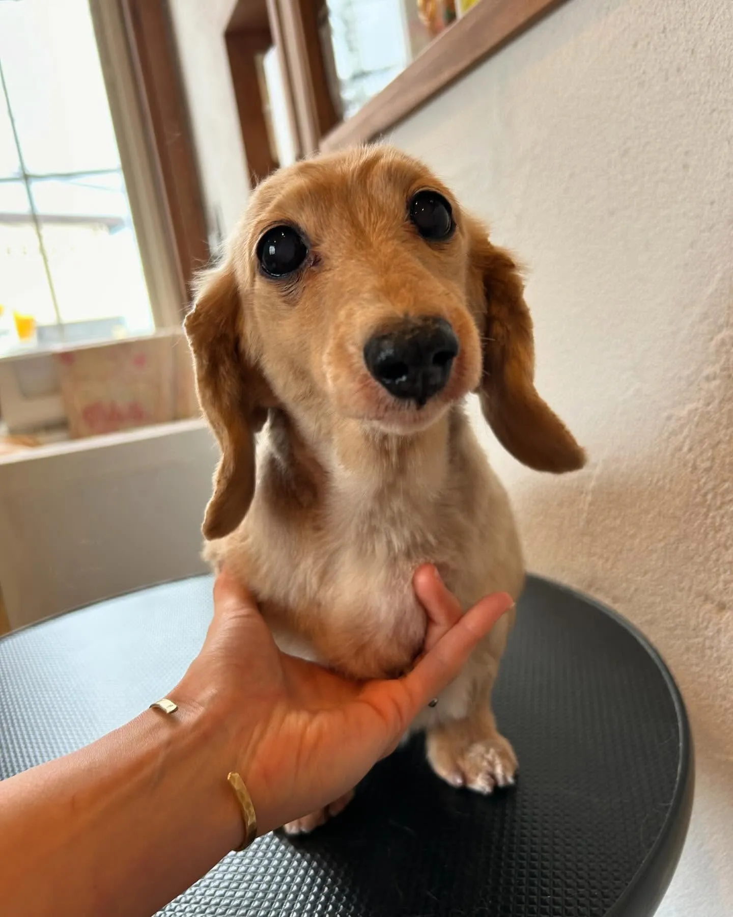 🐾 今日も可愛いワンちゃんたちがたくさん遊びに来てくれたよ！