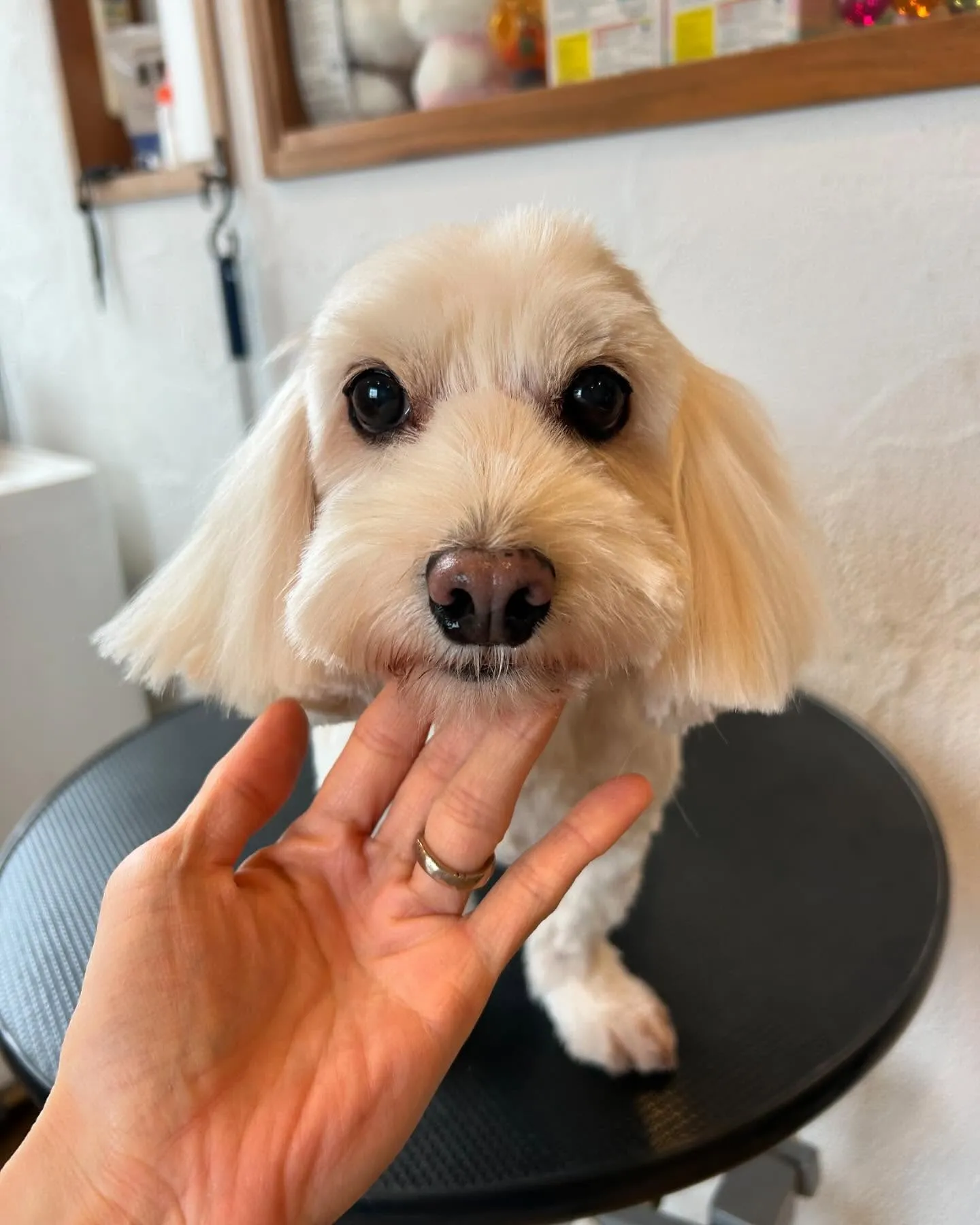 🐾 今日も可愛いワンちゃんたちがたくさん遊びに来てくれたよ！