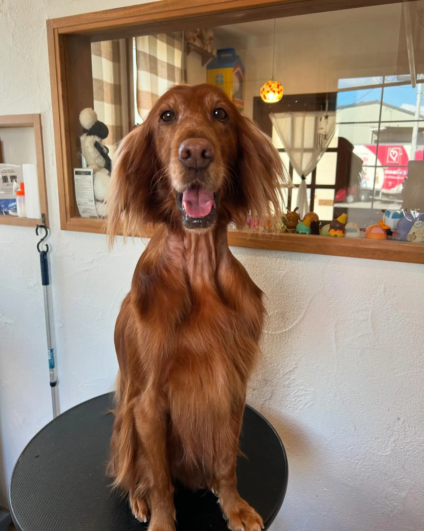 今日もキュートなお客様たちが遊びに来てくれました🎉