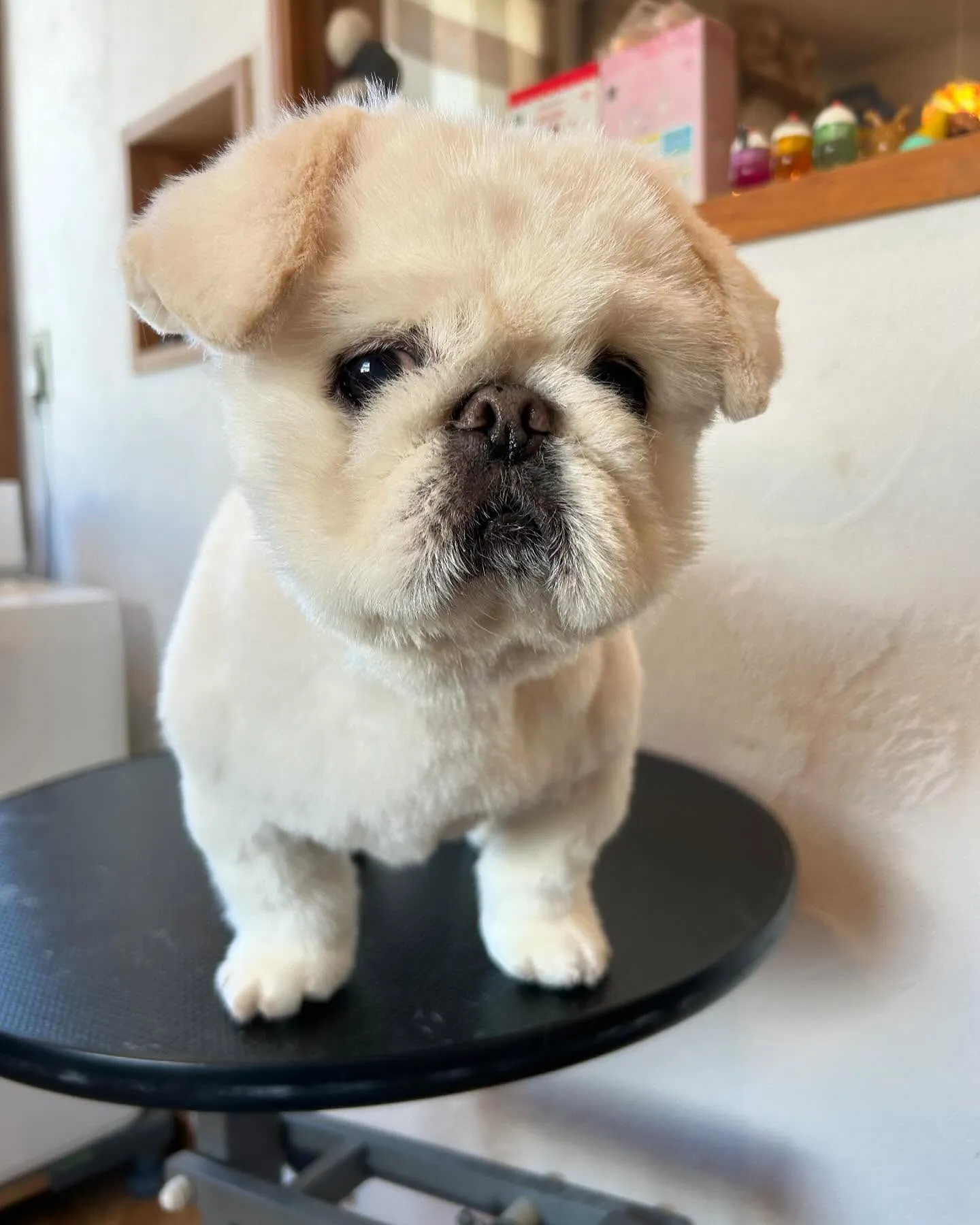 今日もキュートなお客様たちが遊びに来てくれました🎉