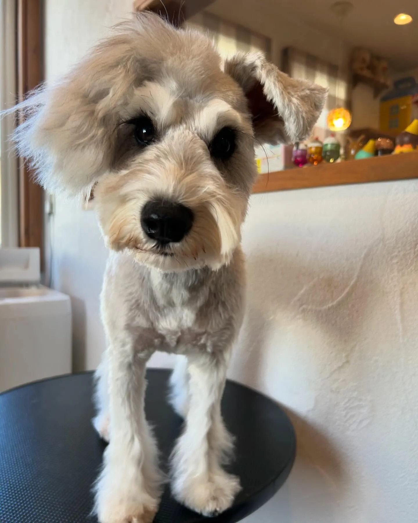 今日もキュートなお客様たちが遊びに来てくれました🎉