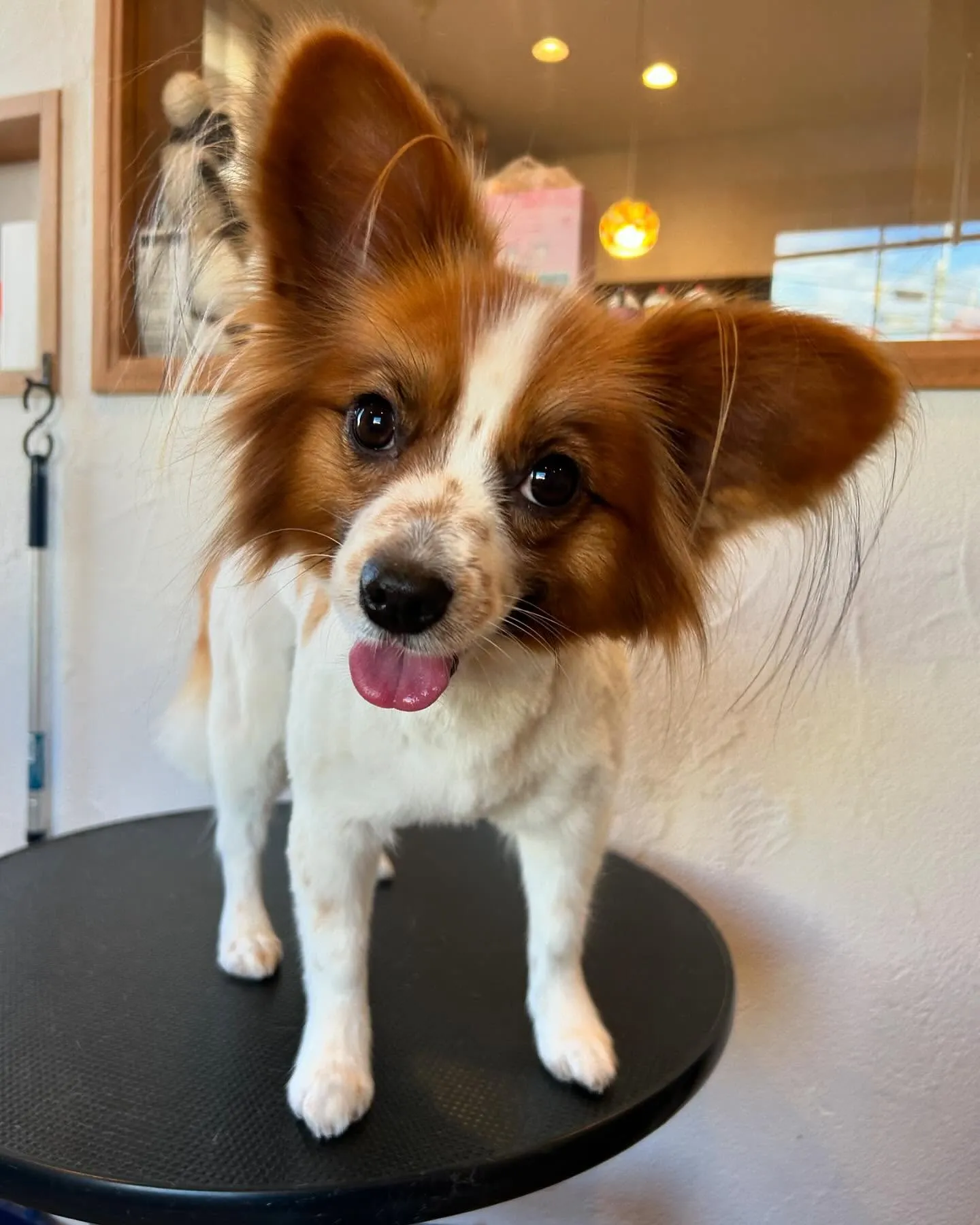 今日もキュートなお客様たちが遊びに来てくれました🎉