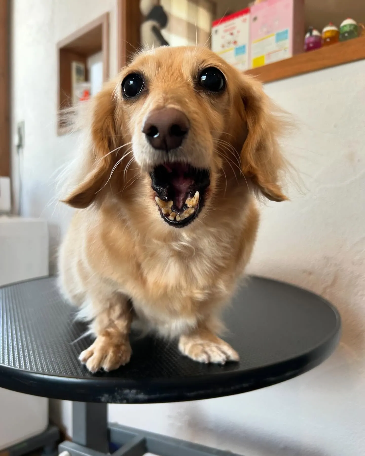 今日も楽しい一日だったよ!🌟