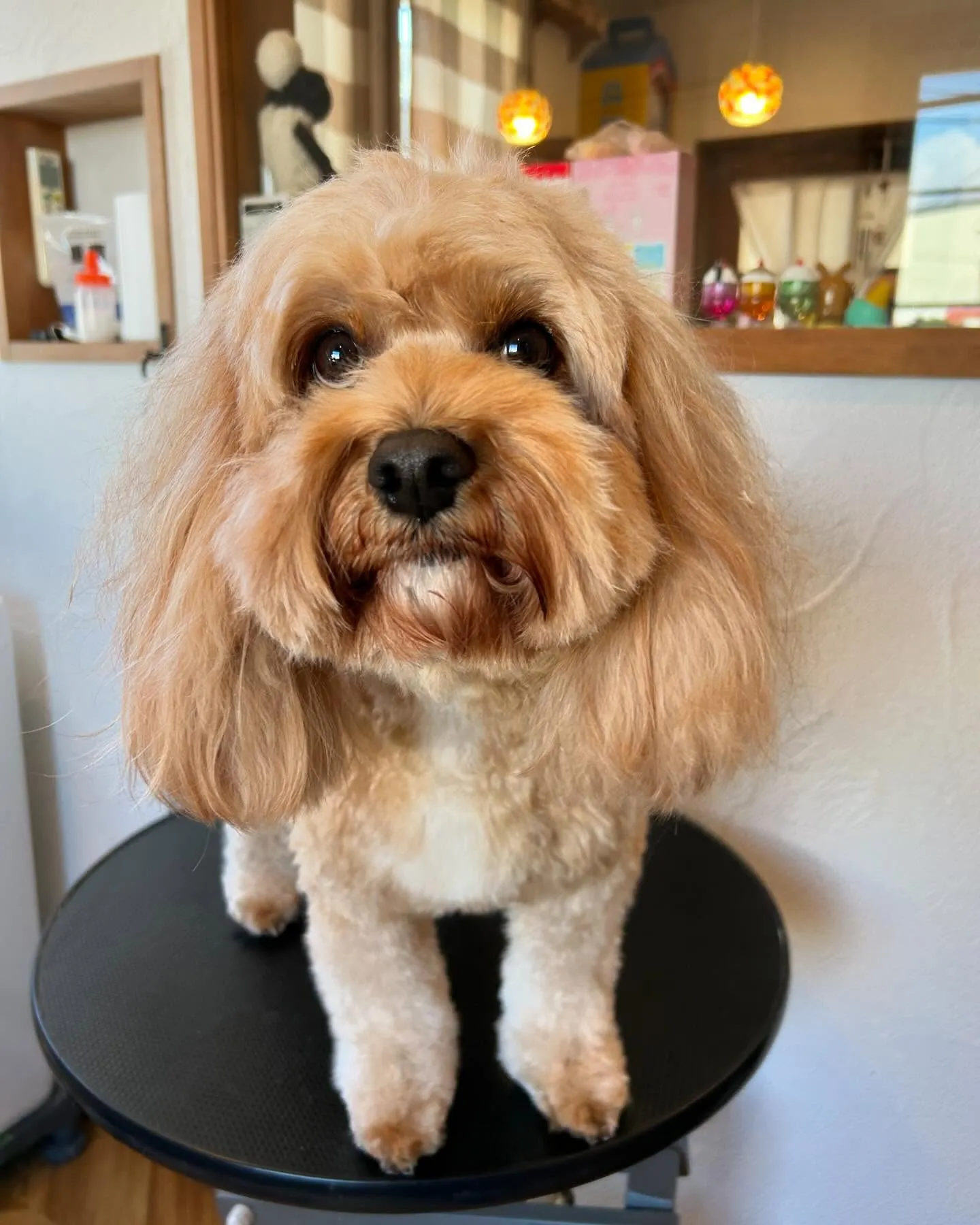 今日もワンちゃんの楽しい一日！🐾✨