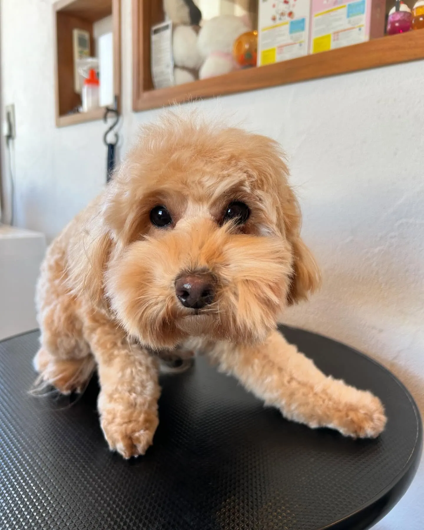 今日もワンちゃんの楽しい一日！🐾✨