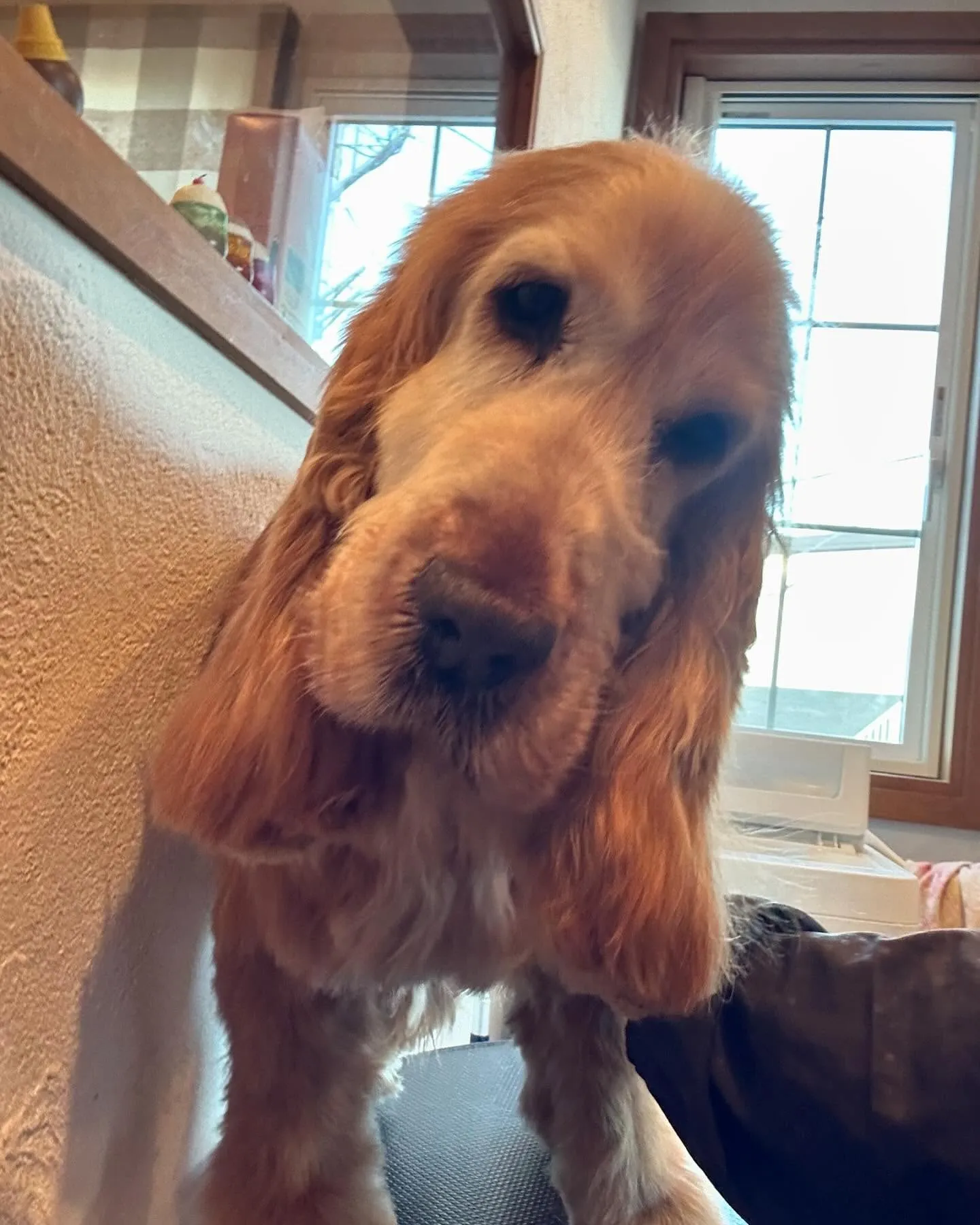 今日もワンちゃんの楽しい一日！🐾✨