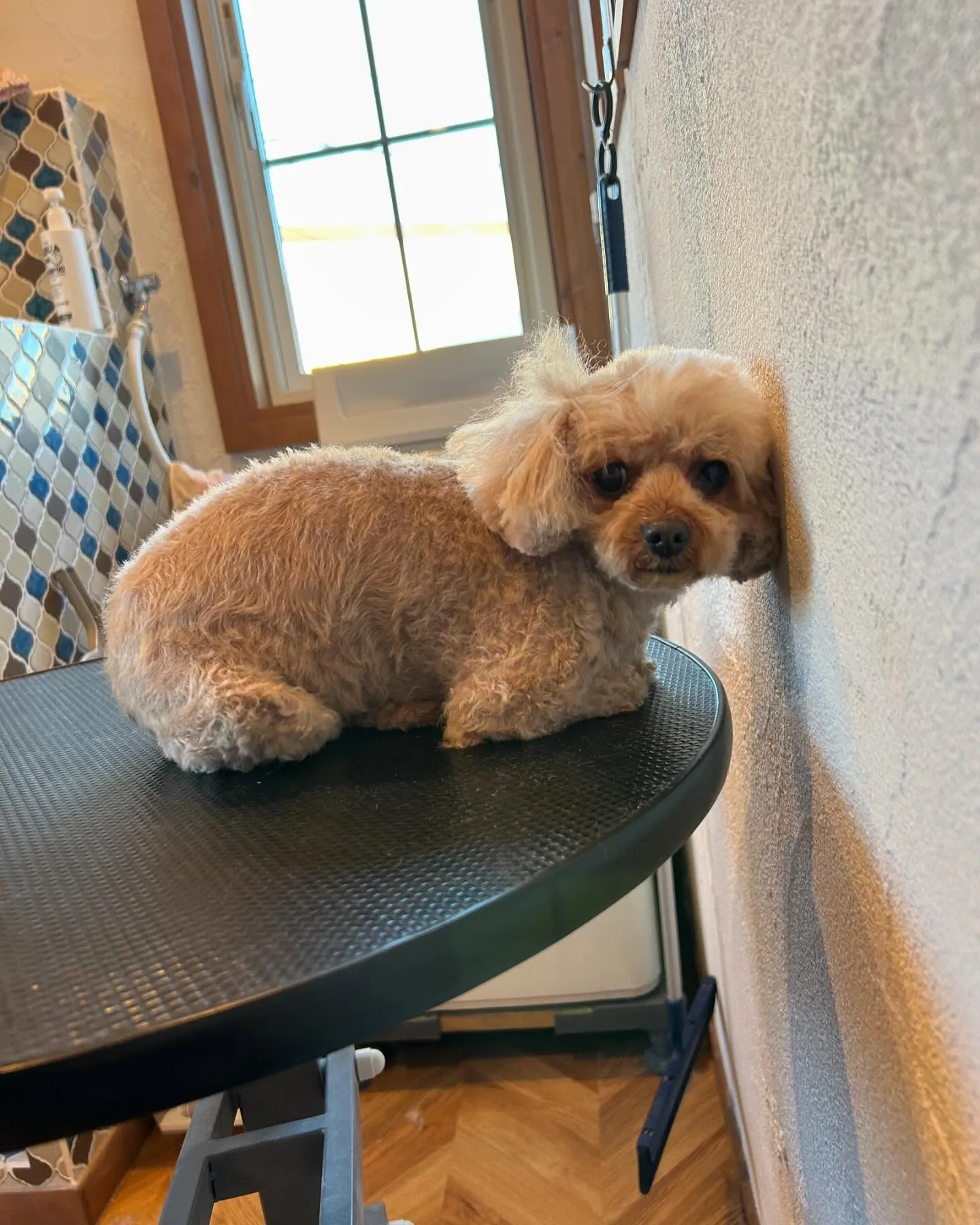 今日もワンちゃんの楽しい一日！🐾✨