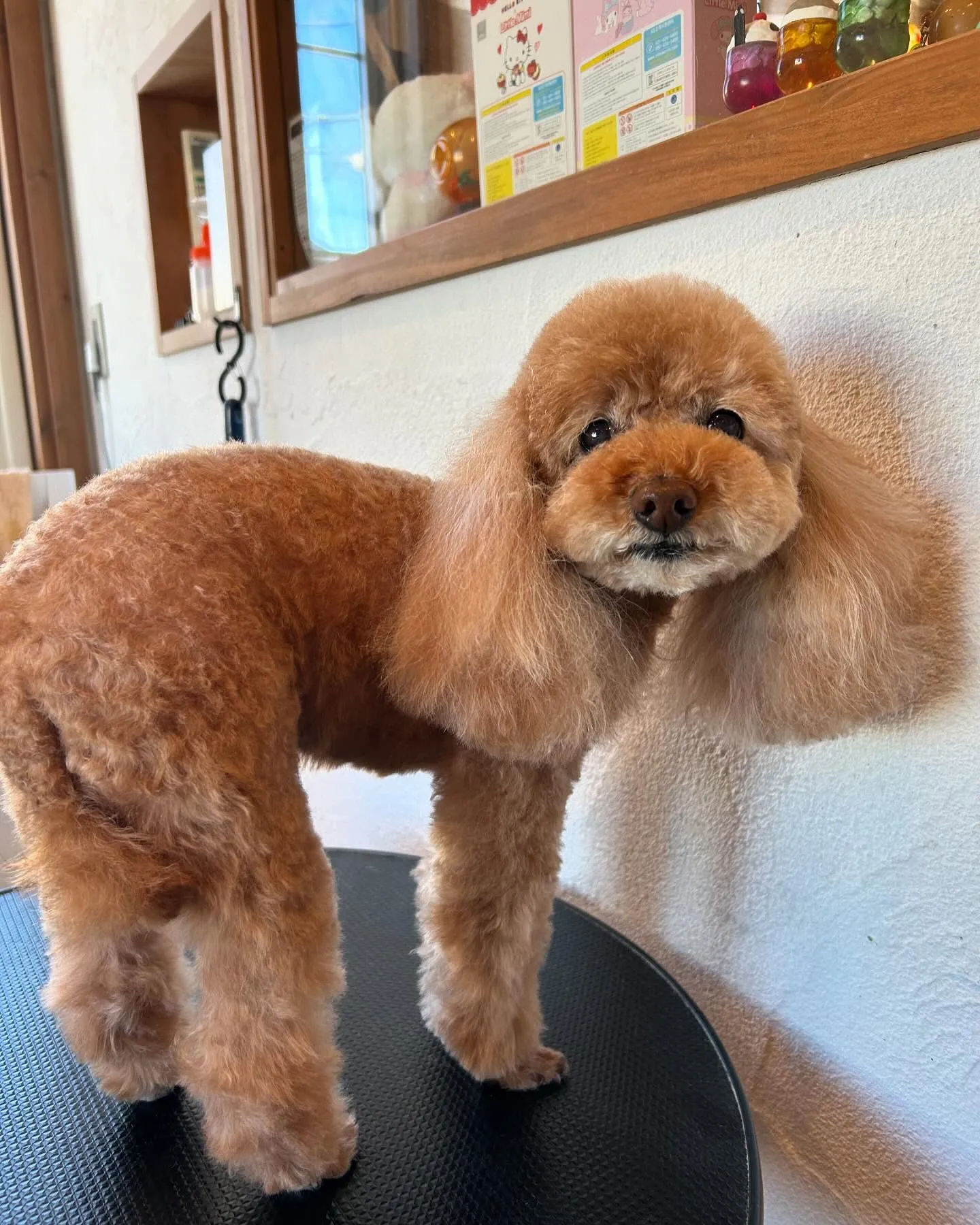 今日もたくさんのワンちゃんたちが遊びに来てくれました🐾✨