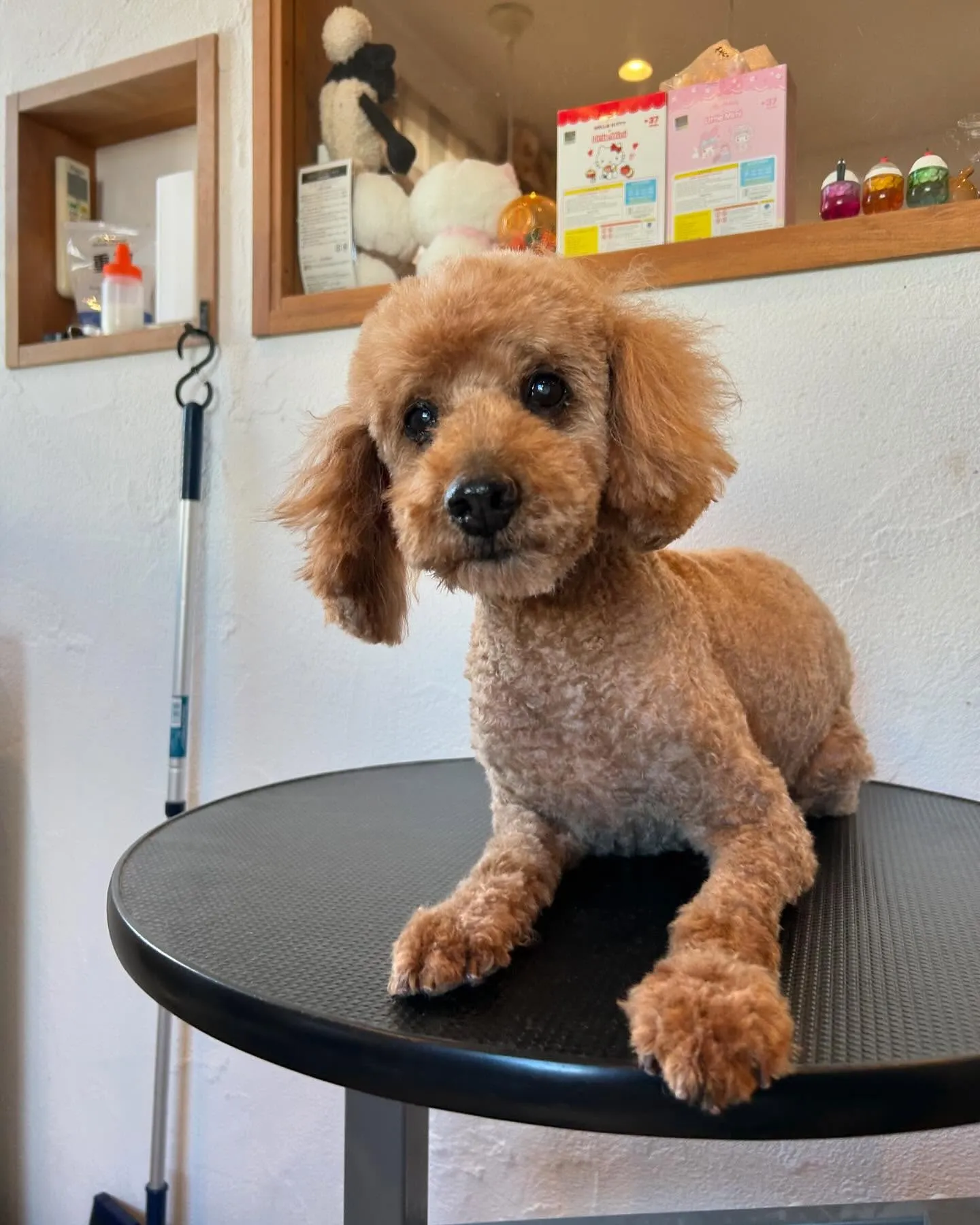 今日もたくさんのワンちゃんたちが遊びに来てくれました🐾✨