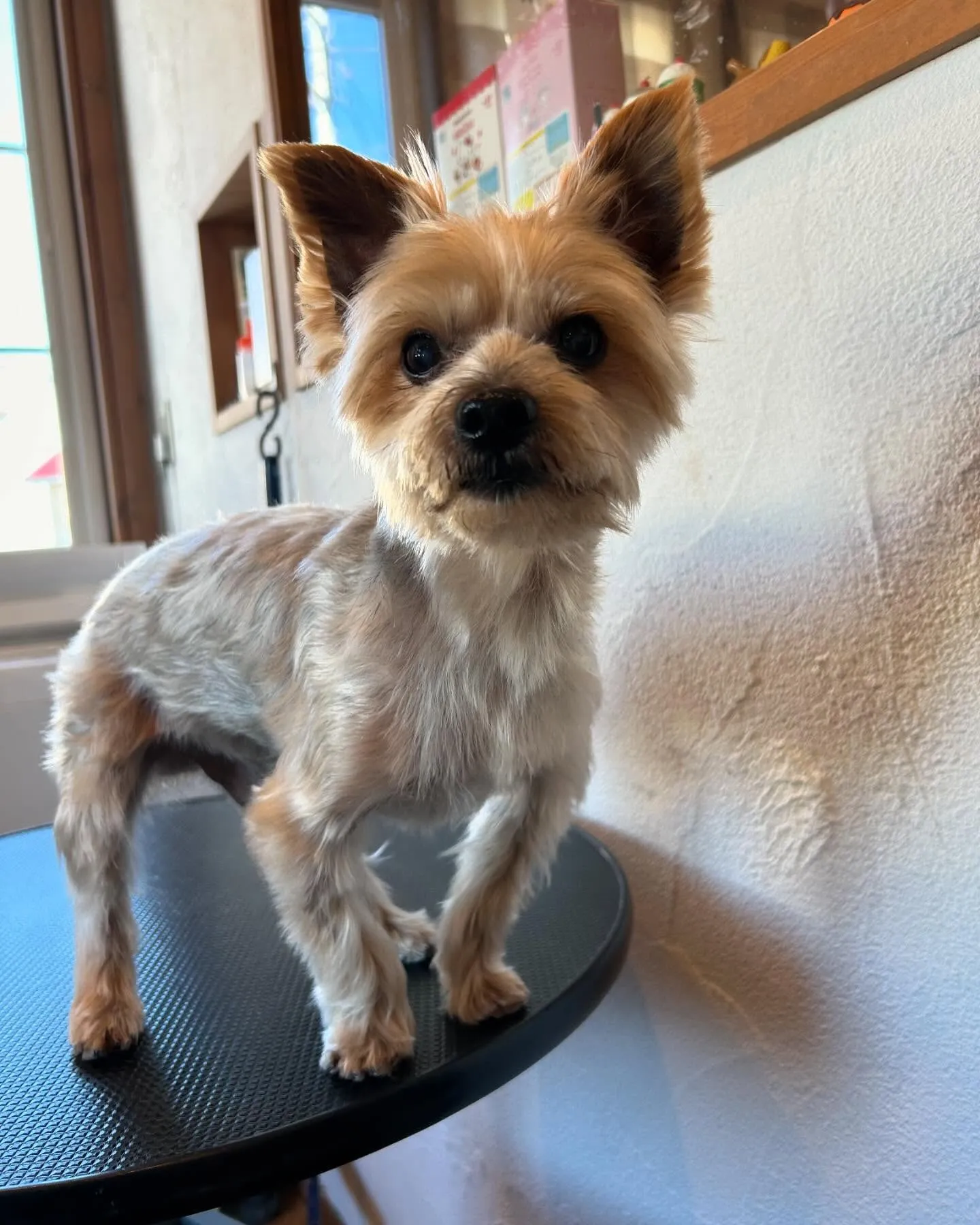 今日もたくさんのワンちゃんたちが遊びに来てくれました🐾✨