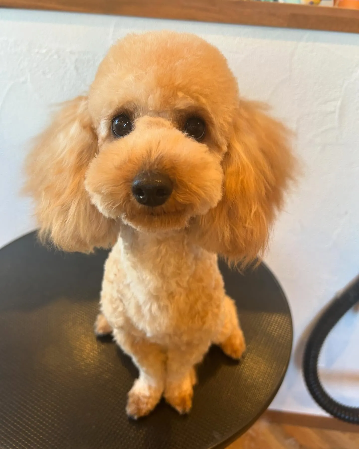 今日もたくさんのワンちゃんたちが遊びに来てくれました🐾✨