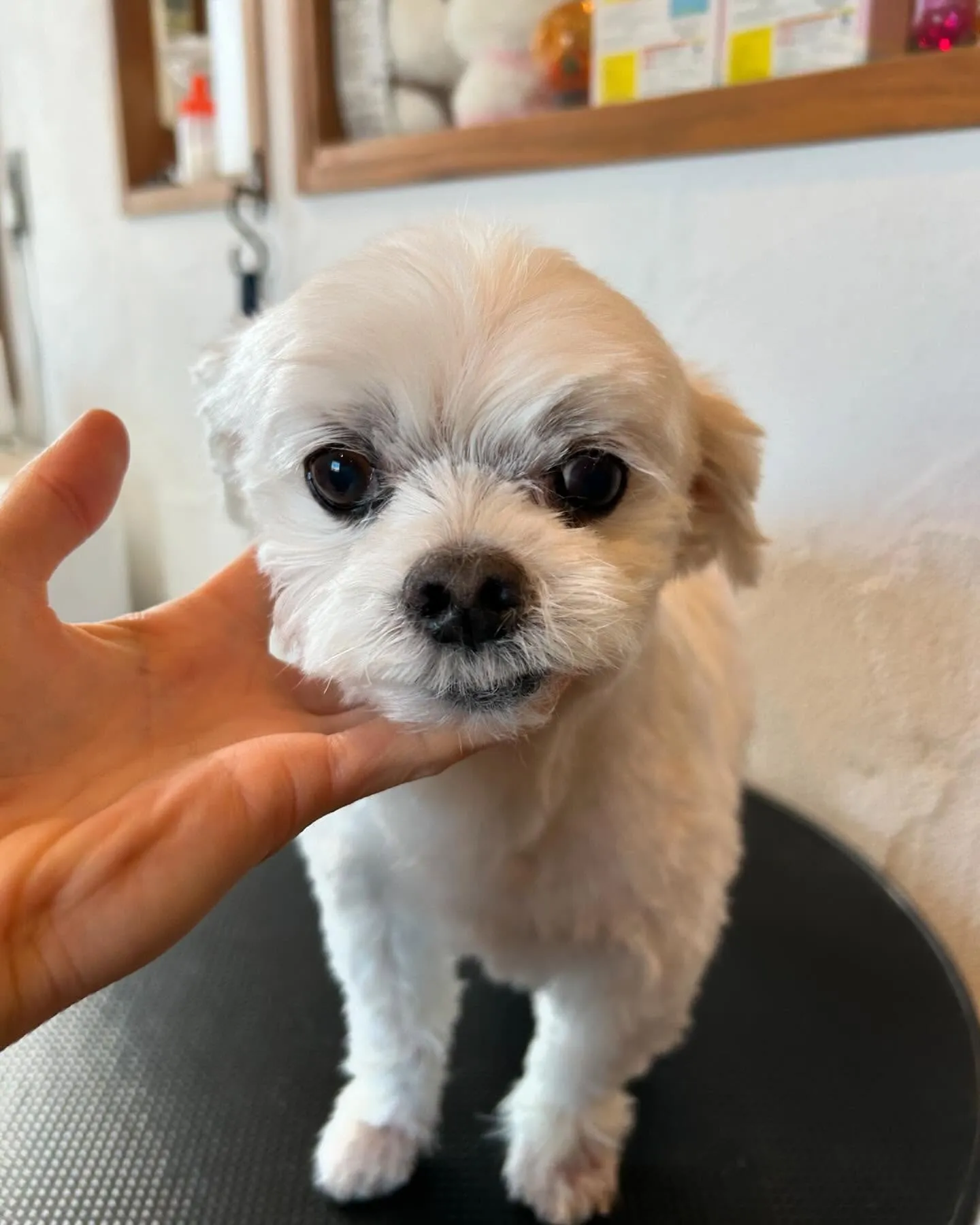 🐾トリミングサロンへようこそ！✨