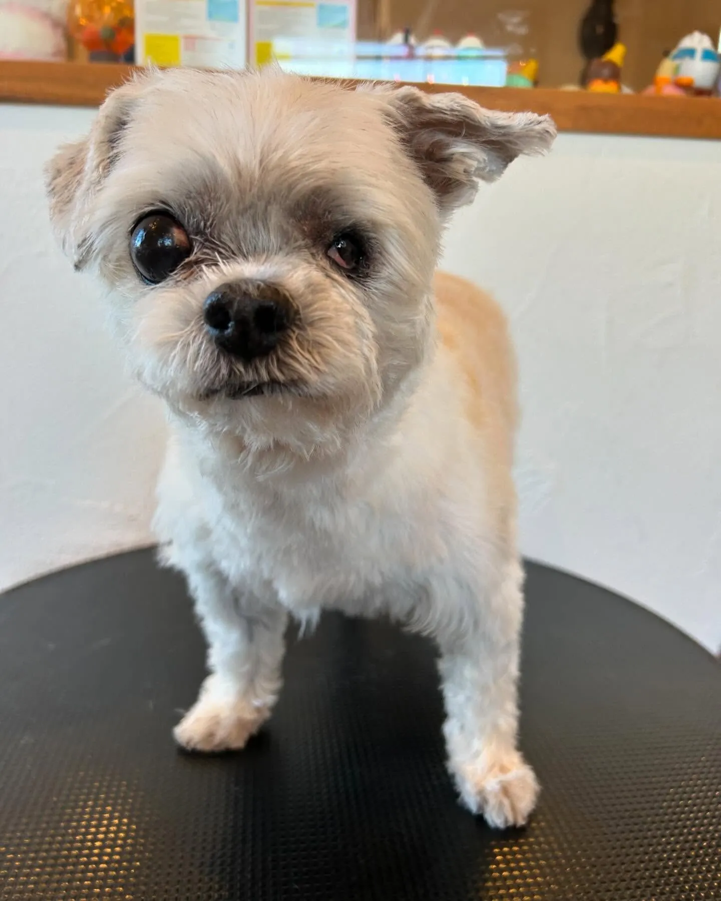 🐾トリミングサロンへようこそ！✨