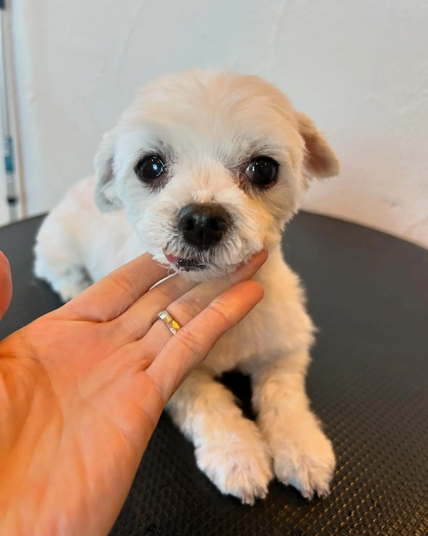 🐾トリミングサロンへようこそ！✨