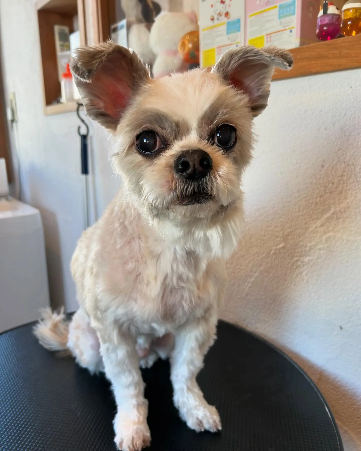 🐾トリミングサロンへようこそ！✨